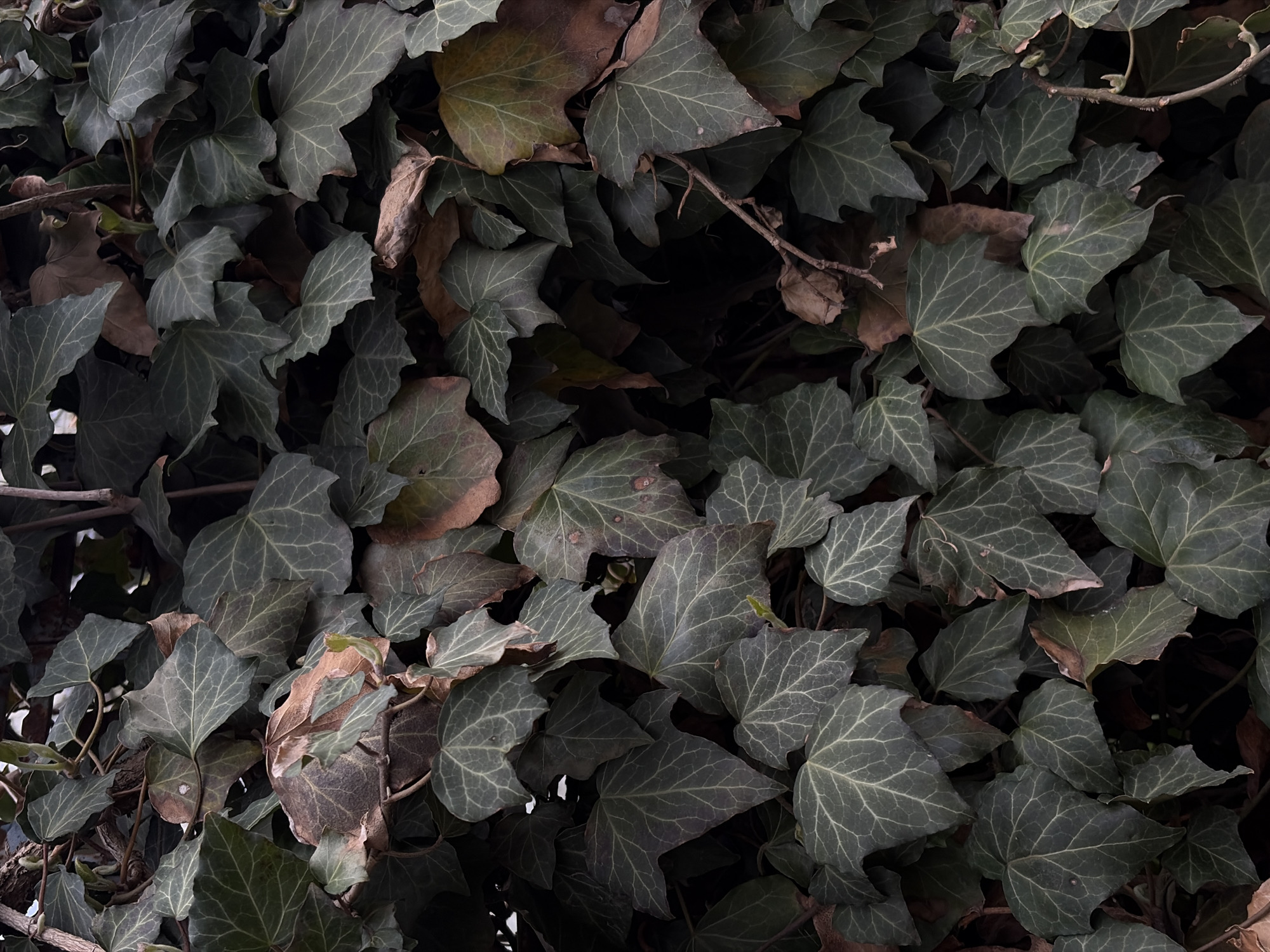The image shows a dense patch of ivy with dark green and brownish leaves. Some of the leaves are decaying. The lighting is dim, and there are dark shadows within the foliage. There is also some thin, brown vine visible among the leaves. The photograph was taken in Novopokrovskaya, Russia.