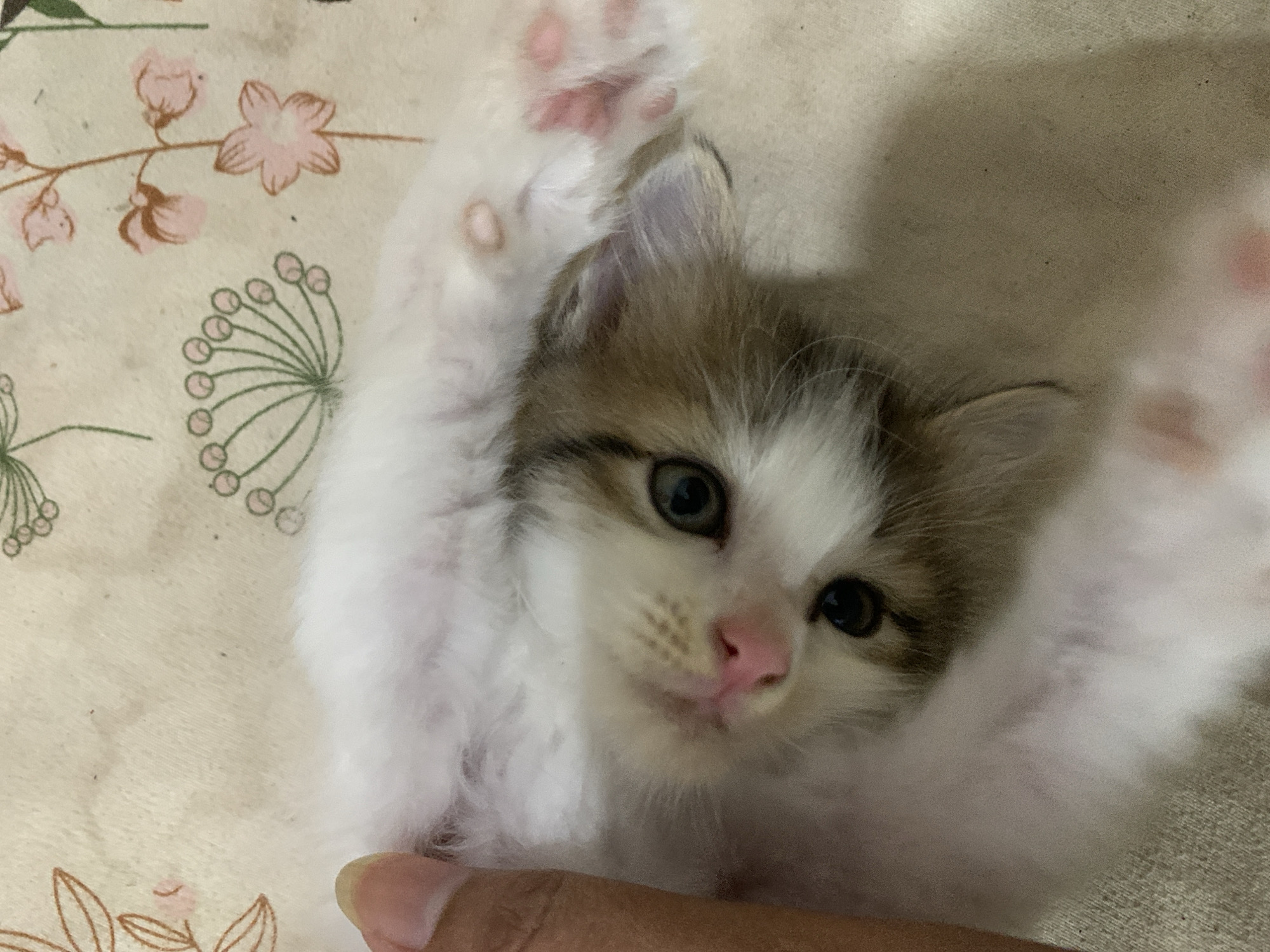 A very young kitten, likely a domestic shorthair or mediumhair breed, is being held upside down and appears to be playfully interacting with a human finger. The kitten has predominantly white fur with patches of brown and gray on its head and back. Its eyes are large and dark, and its nose is a soft pink. The kitten's paws are visible, showing pink toe pads. The background is a beige fabric with a subtle floral pattern featuring pink and green designs. The scene is indoors, suggesting a domestic setting. There is no indication of the location being in the city of Tanjungsepreh, Indonesia.
