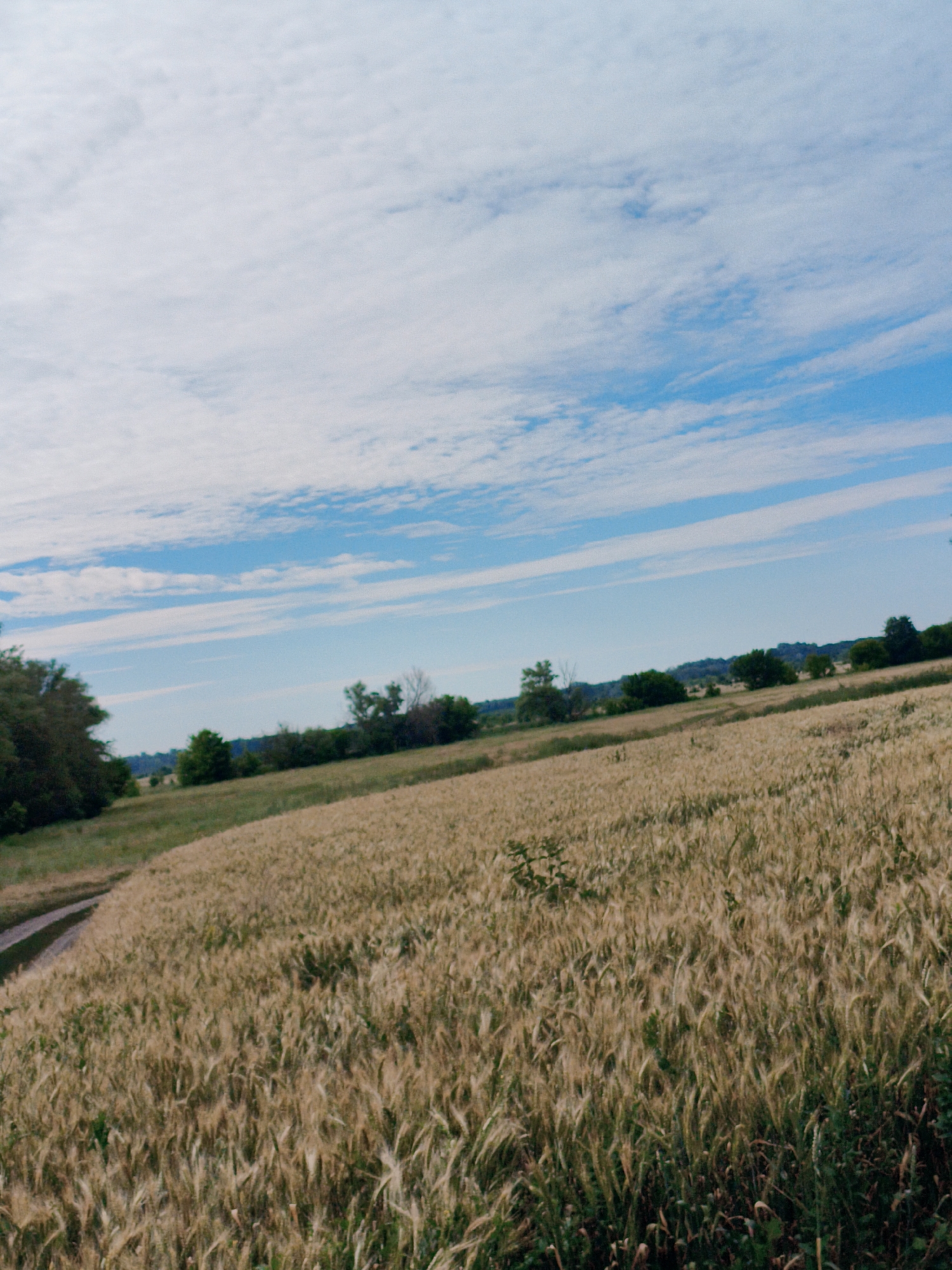 The image depicts a wide, sunlit field of golden wheat under a bright blue sky with scattered white clouds. A dirt path, appearing as two parallel tracks, curves from the bottom left of the frame into the field. In the background, a line of green trees and shrubs forms a distant horizon. The overall scene is one of rural agriculture. The location is Ustyvytsia, Ukraine.