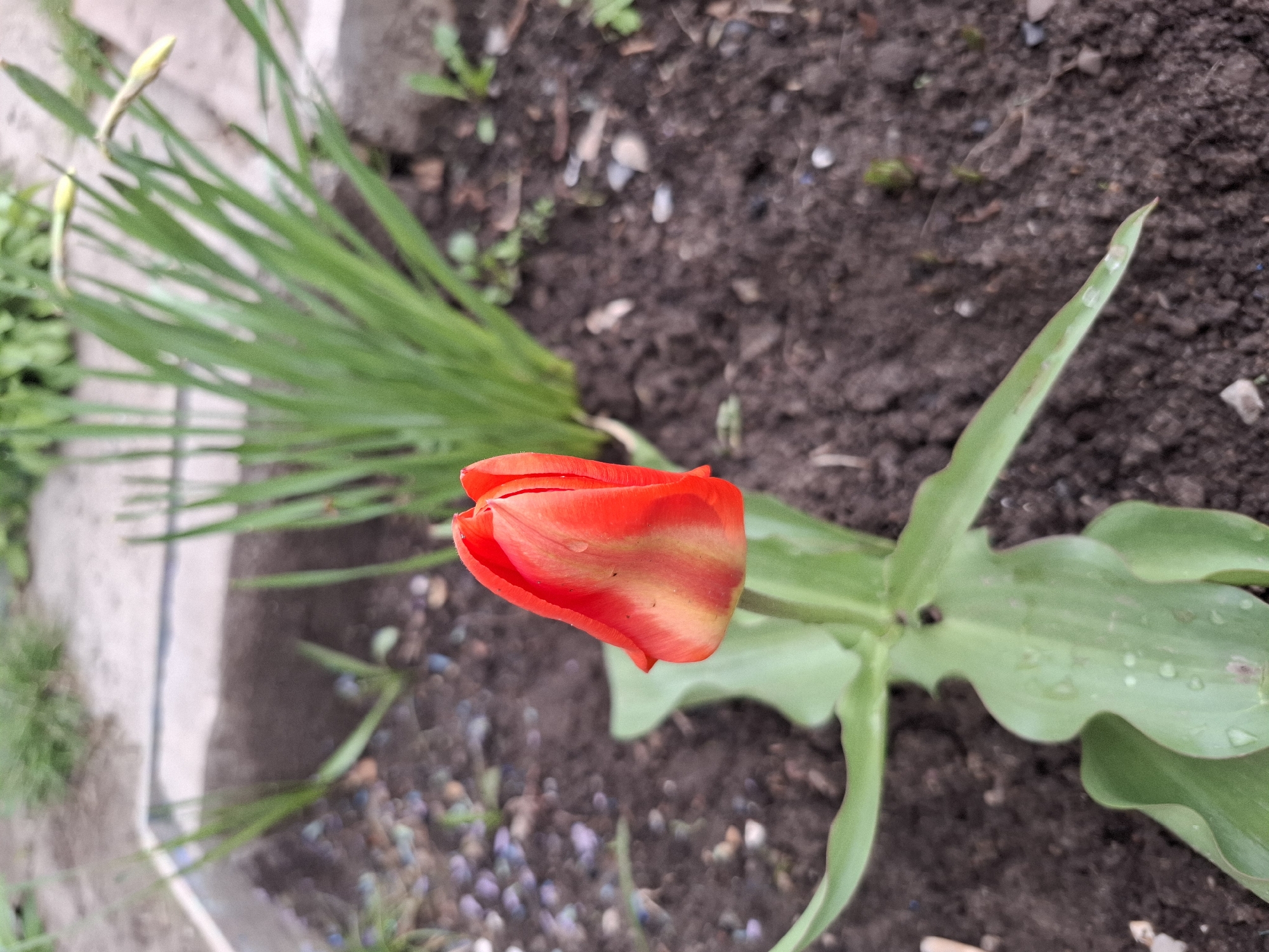 An overhead photograph captures a vibrant red tulip bud among green foliage in a garden setting in Chaikovsky, Russia. The central subject is a partially opened red tulip, its petals displaying subtle streaks of yellow and orange, indicating it is not yet in full bloom. Its broad, green leaves, which show visible water droplets, extend towards the right side of the frame.
To the upper left of the tulip, a dense cluster of tall, thin, grass-like green leaves dominates the background. Within this cluster, two elongated, light yellow-green buds, likely belonging to daffodils or a similar bulb flower, are discernable.
The ground consists of dark brown soil, appearing moist, with numerous small pebbles and fragments of organic matter scattered across its surface. A light grey, somewhat blurry concrete or stone border runs along the left edge of the image, hinting at a pathway or structural element adjacent to the garden bed. The natural lighting suggests either an overcast day or early morning/late afternoon, with soft, diffused light and an absence of strong shadows. No human activity or text is visible. The scene conveys the essence of springtime growth and freshness.