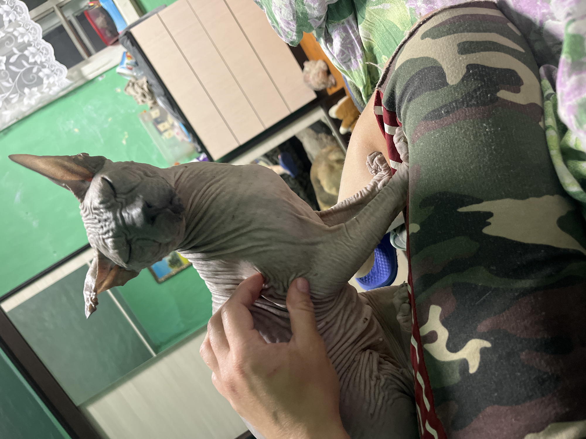 The image shows a close-up of a hairless cat, likely a Sphynx breed, sitting on a person's lap. The cat has wrinkled skin and large ears, with its eyes closed or nearly closed. A hand is gently touching the cat's back. The person is wearing camouflage-patterned leggings. The background appears to be an indoor setting, with a green wall, a dresser with drawers, and a window with white lace curtains. There are also some other objects visible in the background, including what appears to be a framed picture on the wall and some items on the dresser. The lighting suggests it might be daytime, but the overall scene has a somewhat dim and cozy feel. There is no indication of the location being the city of Nizhny Tagil, Russia.