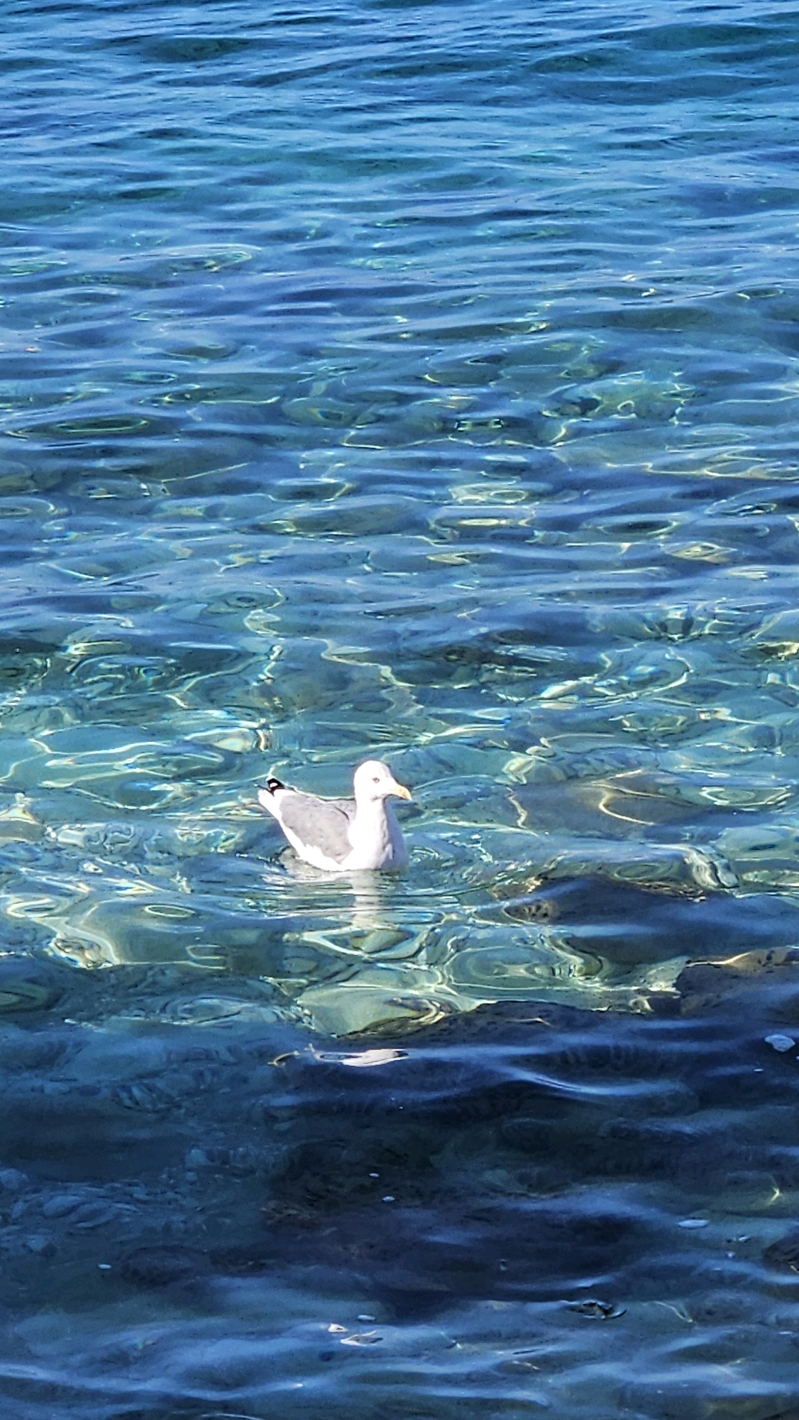 A single seagull swims in crystal clear blue water. The water's surface is rippled, allowing sunlight to create shimmering patterns and illuminate the seabed below. The seagull is predominantly white with gray wings and a yellow beak. Its head is turned to the right, and it appears to be looking forward. The environment suggests a calm, sunny day at a coastal location. This scene is likely located in the waters off the coast of Općina Tučepi, Croatia, known for its clear Adriatic Sea waters.
