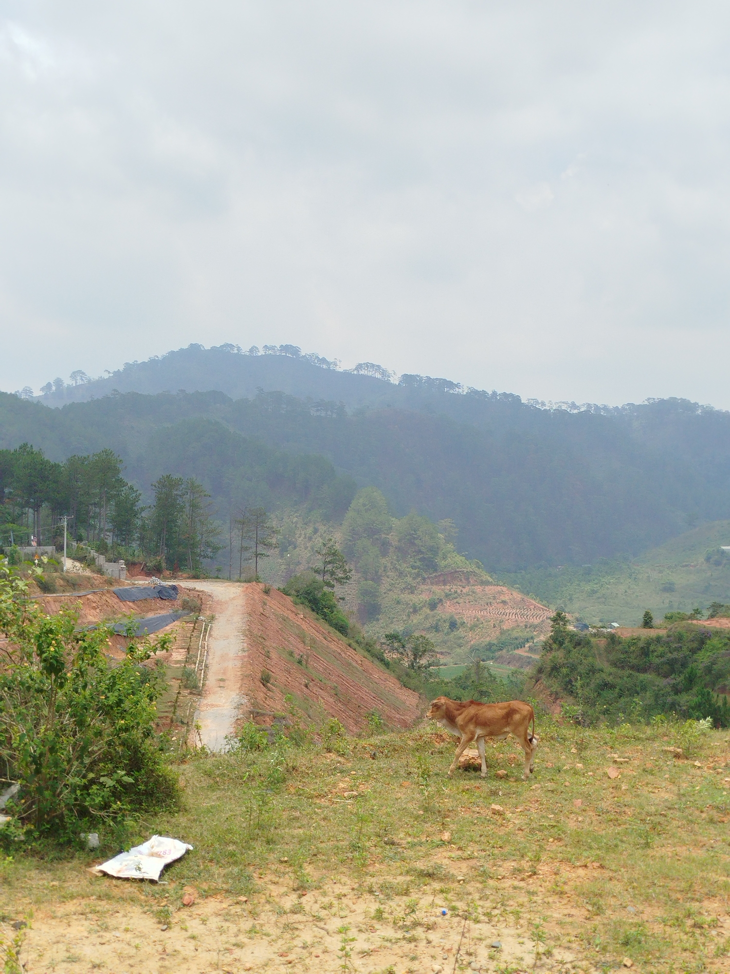 The image depicts a rural scene in Đa Nghịt 1, Vietnam. A light brown calf walks on a grassy hillside. In the background, a dirt road winds down a red clay embankment, leading toward a forested mountain range shrouded in mist under a cloudy sky. Some trash is visible in the lower left of the image.