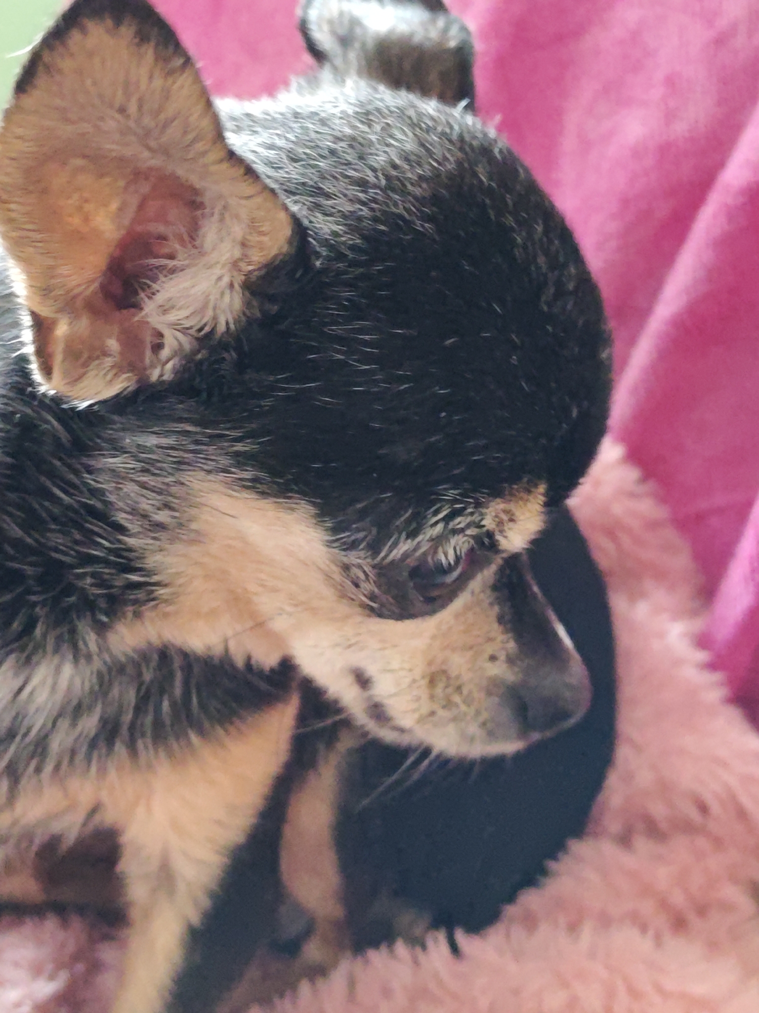 The image is a close-up, side profile of a small dog, likely a Chihuahua, resting on a pink, fluffy blanket. The dog has dark fur with tan markings around its face and ears. The background is out of focus, showing the pink blanket and a hint of darker fabric. There is no indication of the city of Shcherbinka, Russia. The image focuses solely on the dog and its immediate surroundings.