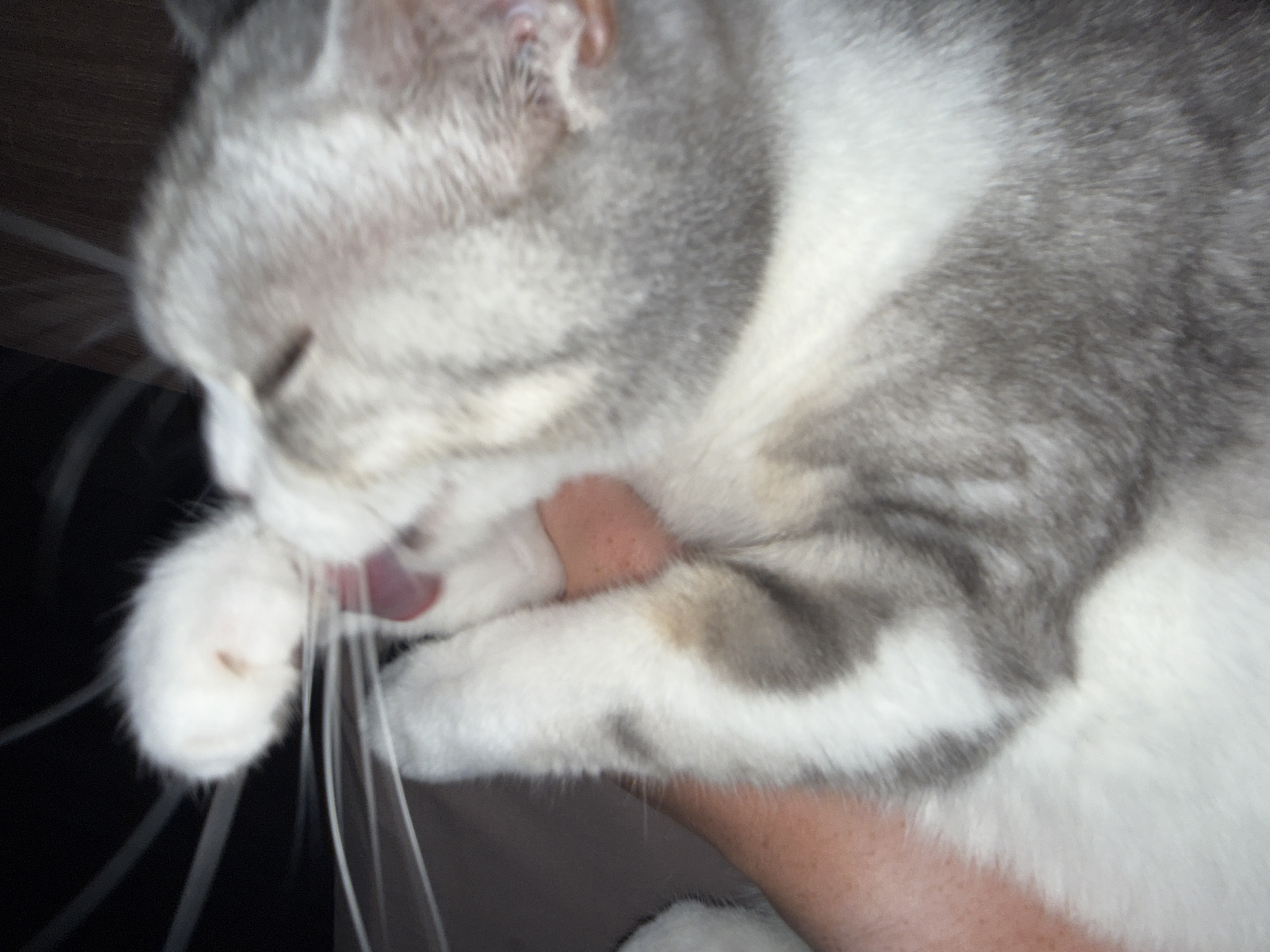 The image shows a close-up of a cat being held by a person's arm. The cat is light gray and white with distinctive markings. It appears to be grooming itself, with its paw near its mouth and its tongue visible. The background is dark and out of focus, suggesting an indoor environment. The lighting is dim, and the image is slightly blurred, giving a soft, intimate feel. The person's arm is visible supporting the cat's body.