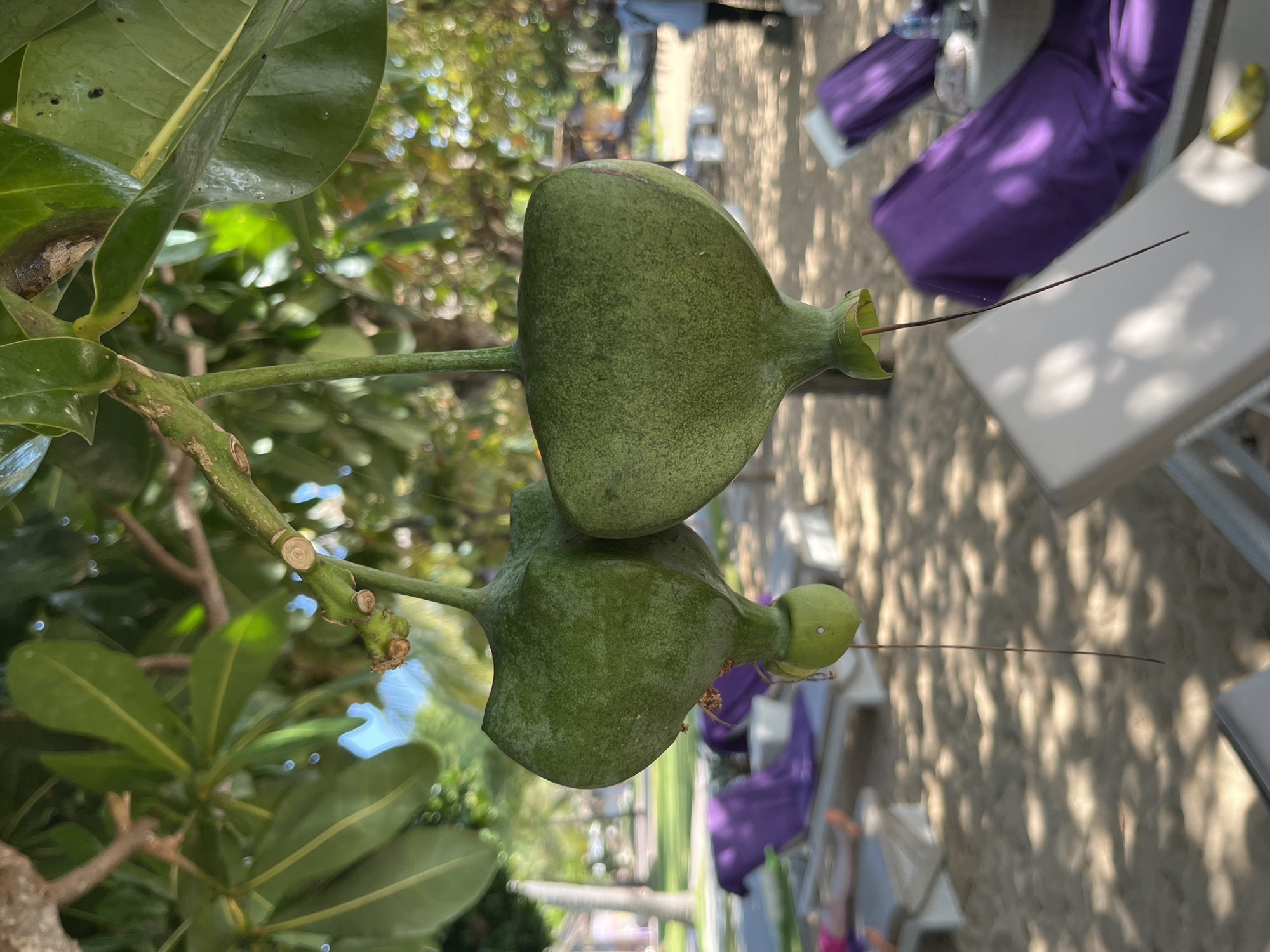 In Kuta Selatan, Indonesia, two green, bulbous fruits hang from a tree branch, their smooth surfaces speckled with tiny imperfections. One fruit is slightly larger and more rounded, while the other, situated behind and to the left, is more elongated. A thin, dark filament extends downwards from each fruit. The branch is thick and woody, with a rough texture and several smaller, cut-off stubs visible. Large green leaves are scattered throughout the upper portion of the frame, partially obscuring the sky.
Below the fruits, a sandy beach is visible, dotted with lounge chairs draped in vibrant purple fabric. The chairs are arranged on the sand, and in the background, palm trees and other foliage create a tropical atmosphere. The sunlight filters through the leaves, casting dappled shadows on the sand. In the distance, a few indistinct figures can be seen, suggesting a resort or beachside location.