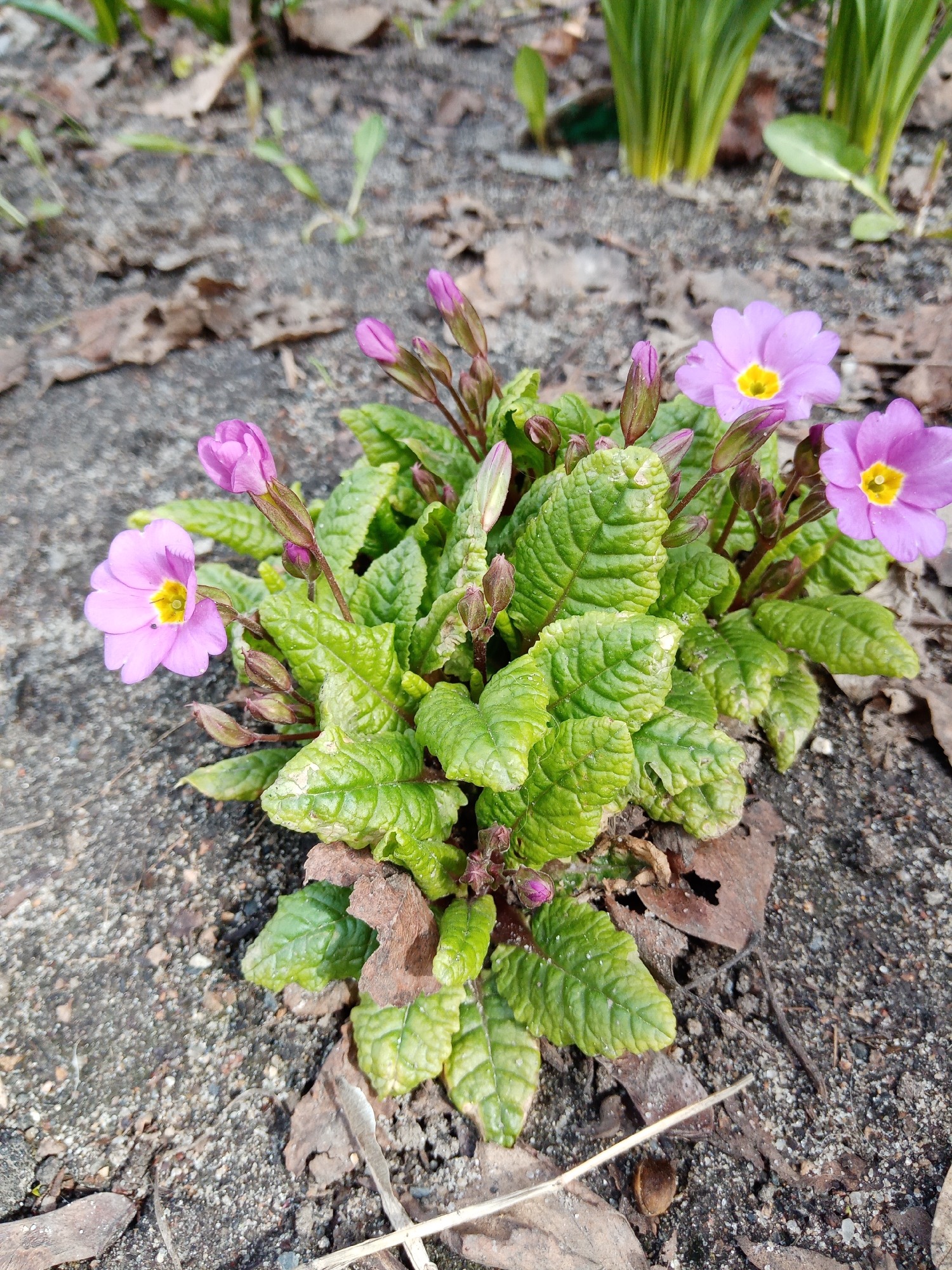 The image shows a small cluster of blooming pink primroses with yellow centers surrounded by green, textured leaves. These plants are growing in soil mixed with decaying brown leaves. Behind the primroses, there are several green, stalk-like plants. The soil appears to be a mixture of dirt and small pebbles. The location of the image is unknown and cannot be derived from the image. Therefore I cannot fulfill the request about the location of the image in Elektrostal, Russia.