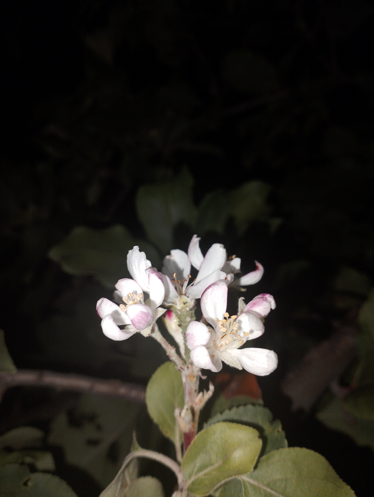The image shows a close-up of apple blossoms on a branch at night. The flowers are white with pink tinges at the tips of their petals and feature prominent yellow stamens. The background is dark and out of focus, with hints of green leaves and a darker, almost black, void. The scene appears to be in a natural setting, possibly a garden or orchard, within the Январцев ауылдық округі, Kazakhstan. The lighting suggests artificial illumination, perhaps from a flashlight or garden light, directed at the blossoms.