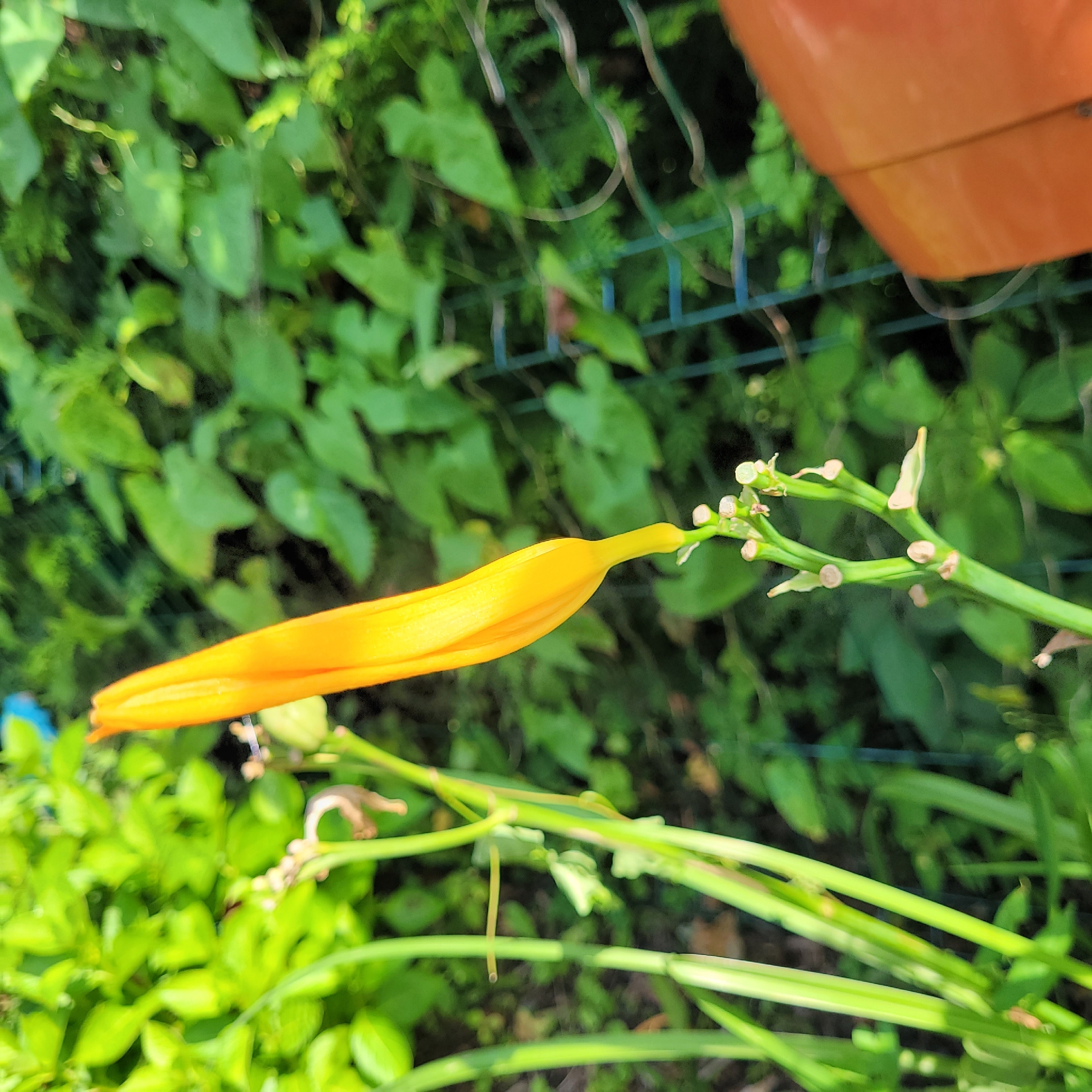 In an outdoor garden setting in Jūrmala, Latvia, an orange daylily bud is prominently featured, elongated and pointing leftward. The bud, a vibrant orange hue, is still tightly closed, suggesting it has not yet bloomed. It is attached to a green stem with several smaller, nascent buds or remnants of spent flowers visible to its right. The background consists of lush green foliage, with some parts blurred, indicating a shallow depth of field. A thin, light-colored fence or trellis runs horizontally across the mid-ground, and a portion of an orange planter is visible in the upper right corner. The lighting suggests a bright, sunny day, casting soft shadows and highlighting the textures of the plants. No people or animals are present in the scene.