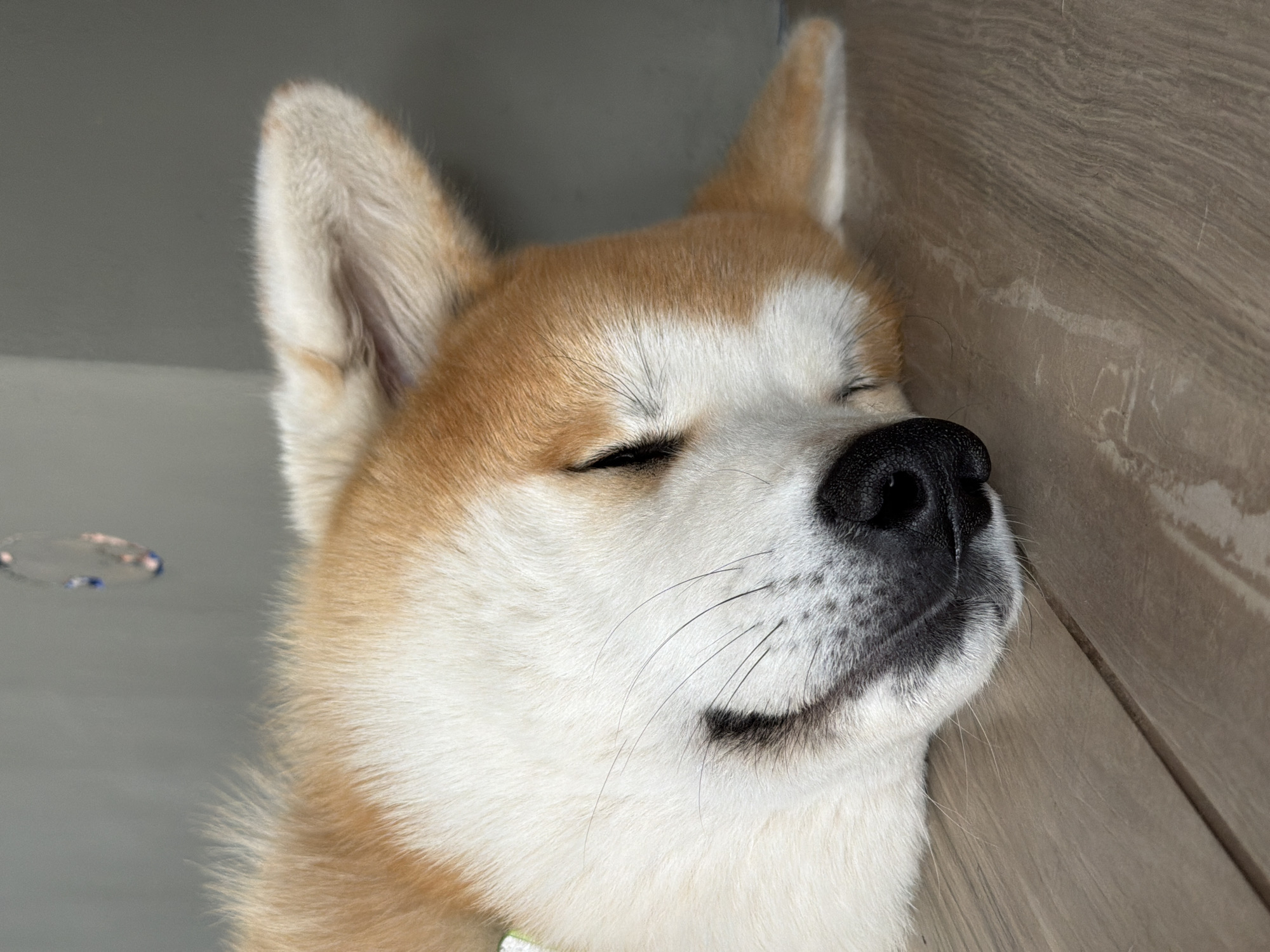 A close-up, head-on shot shows an Akita dog sleeping on a light-colored wooden floor. The dog's head is resting on its side, facing left. Its eyes are closed, and its mouth is slightly open, revealing a hint of its tongue. The dog has a predominantly white face with reddish-brown markings around its ears and eyes. Its fur appears soft and fluffy. The background consists of a gray wall and a hint of a light-colored object, possibly a bubble, in the upper left corner of the image. The scene suggests a calm and peaceful moment of rest for the animal. The location is not discernable from the image provided.