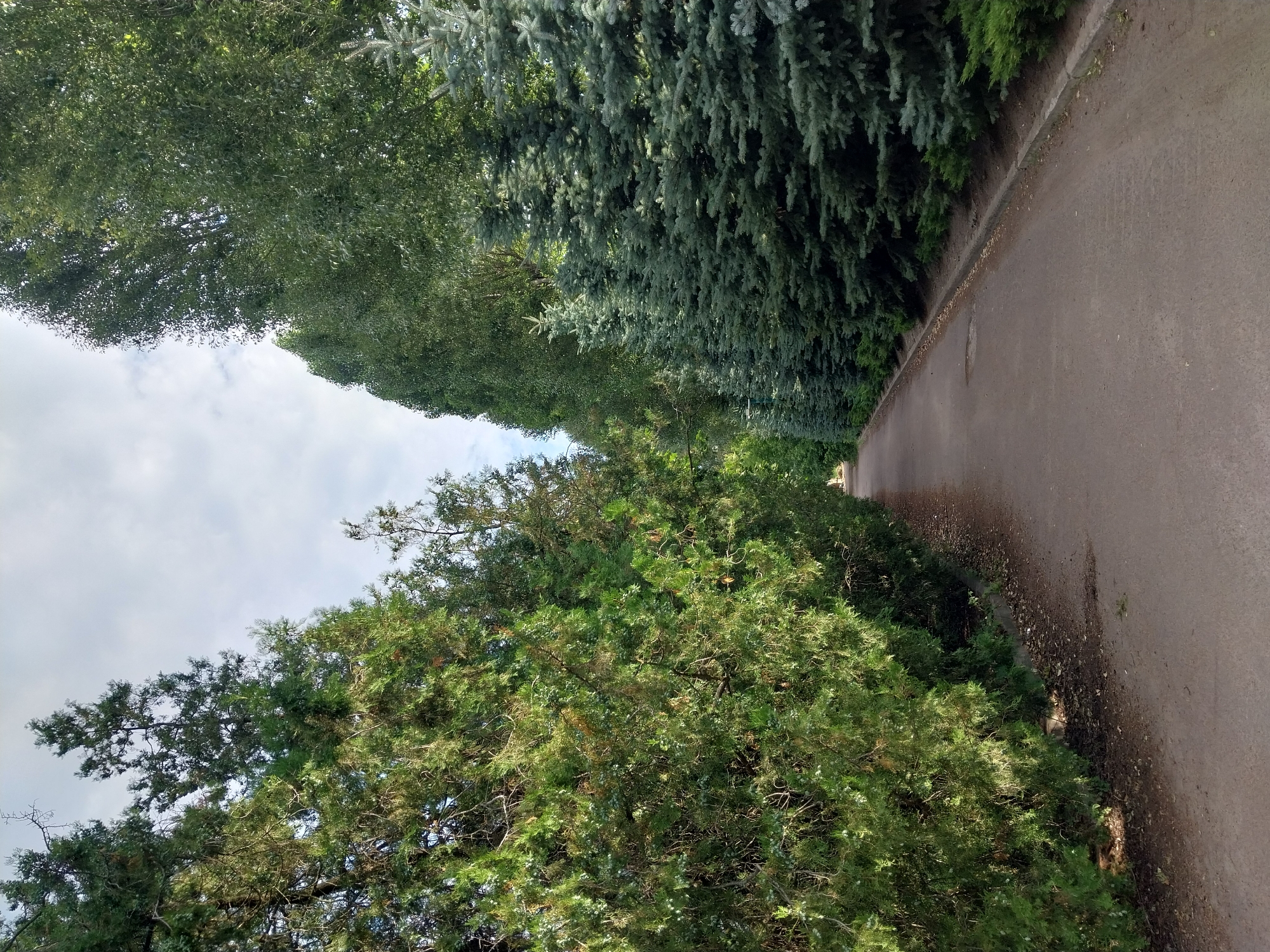 The image depicts a pathway lined with coniferous trees on both sides. On the left, there are dense green trees, possibly cypresses or junipers, with a lot of foliage. On the right, a row of blue spruce trees with a lighter, bluish-green hue is visible. The pathway is paved and appears to be in good condition, with some scattered leaves and debris along its edges. The sky above is partly cloudy. The scene suggests a park or a well-maintained outdoor area, possibly in the village of Doslidne, Ukraine. There are no people or animals present in the image. The lighting indicates it is daytime, with soft sunlight filtering through the trees. The overall impression is one of a serene and natural environment.