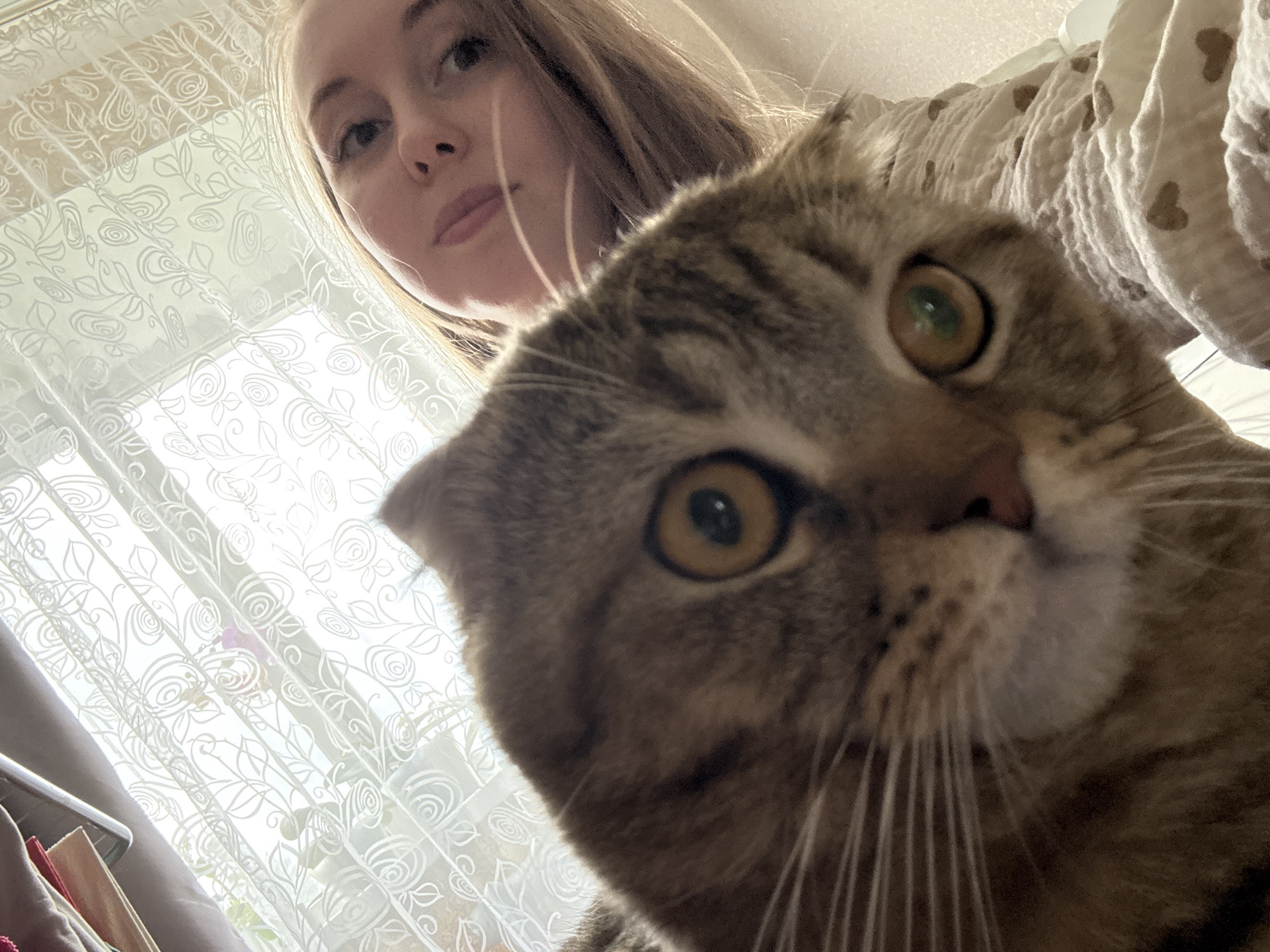 The image captures a close-up, low-angle perspective, featuring a person and a cat in an indoor setting bathed in natural light.
In the immediate foreground, a tabby cat with distinctive green-gold eyes dominates the frame. Its face, with wide, alert eyes, is positioned centrally and slightly to the right, looking directly towards the viewer with an expression that appears curious or perhaps startled. Its whiskers are clearly visible, fanning out from its muzzle. The cat's breed is likely a Scottish Fold, given the shape of its head, though its ears are mostly obscured.
Behind the cat, in the upper-left quadrant of the image, a person's face is partially visible, viewed from below. Only the person's forehead, eyes, nose, and mouth are clearly seen, with light brown hair framing the face. The person has a neutral expression and appears to be looking slightly upwards and away from the camera, which suggests they might be holding the camera, taking a selfie with the cat.
The background is dominated by a bright white, translucent curtain, adorned with an intricate pattern of swirling floral designs, including roses and leaves. This curtain covers a window, allowing soft, diffused daylight to illuminate the scene, indicating it is daytime. To the right of the cat's head, a textured, light-colored fabric, possibly a blanket or clothing item, is visible with small, brown heart-shaped patterns. Indistinct objects can also be vaguely seen in the bottom-left corner, behind the curtain. No visible text is present in the image.