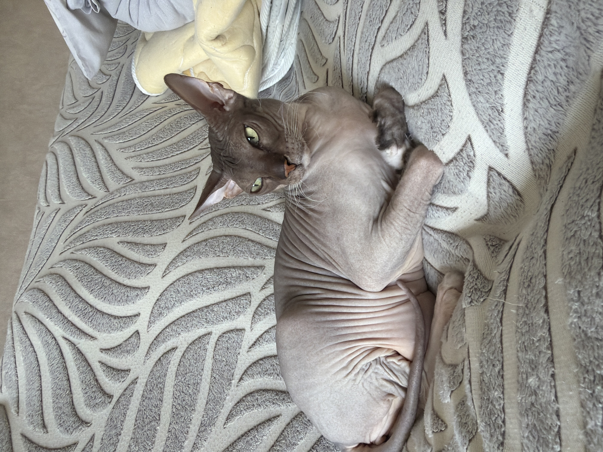 A hairless cat with green eyes is lying on a textured couch. The cat is mostly naked, revealing its wrinkled skin. The couch has a patterned fabric with gray and beige colors. In the background, there are some pillows and blankets, one of which is yellow and the other is light blue. The image appears to be taken indoors, in a residential setting. The specific location within Izhevsk, Russia, cannot be determined from the image alone.