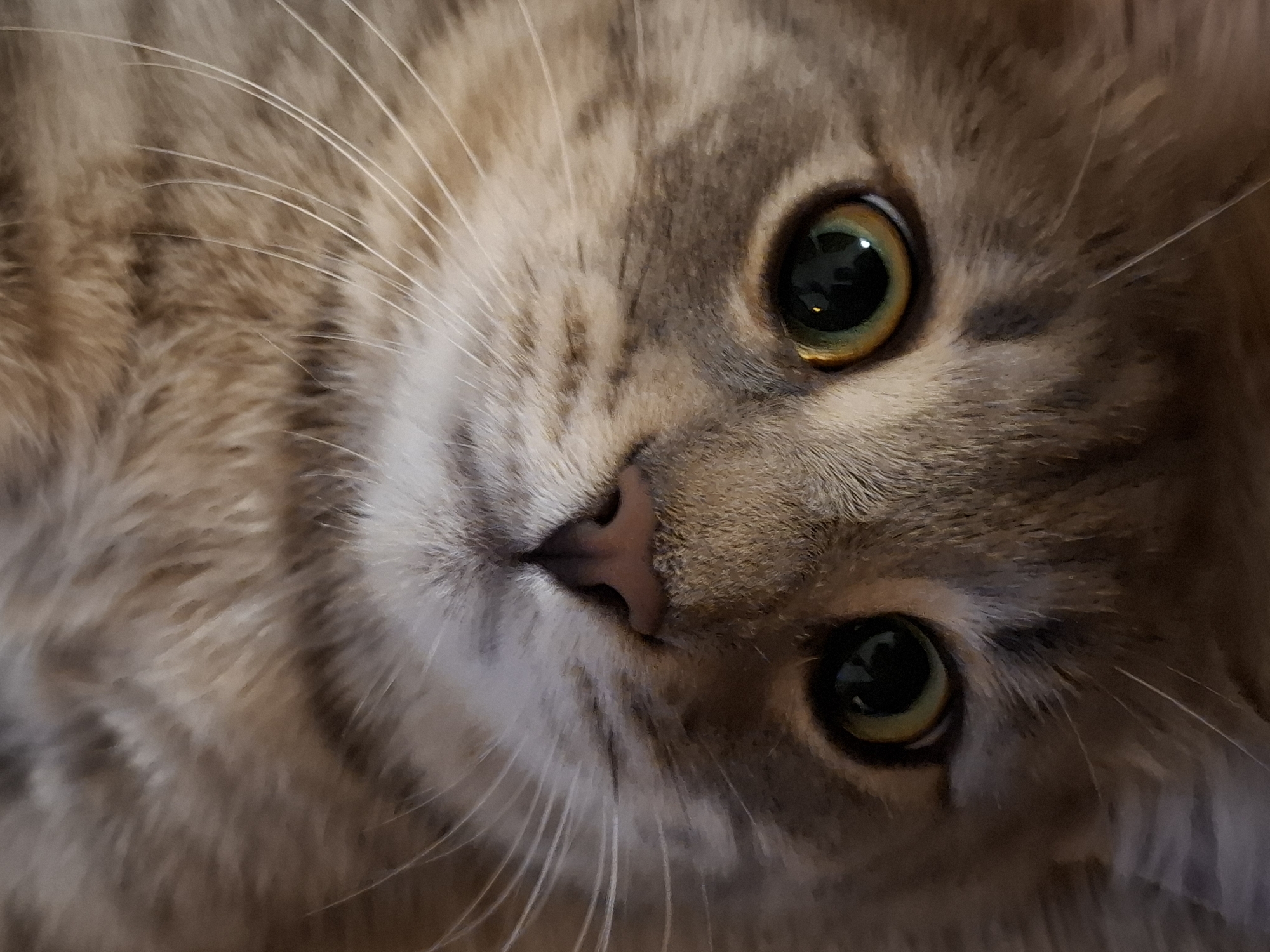 This is a close-up, upside-down portrait of a cat's face. The cat has tabby markings in shades of brown and grey, with prominent white whiskers. Its green eyes are wide open and reflecting light. The nose is pink and triangular. The background consists of the cat's fur, which is soft and fluffy. There are no discernible elements of a city or urban environment, therefore its location in Zemun Urban Municipality, Serbia, cannot be determined from the image alone.