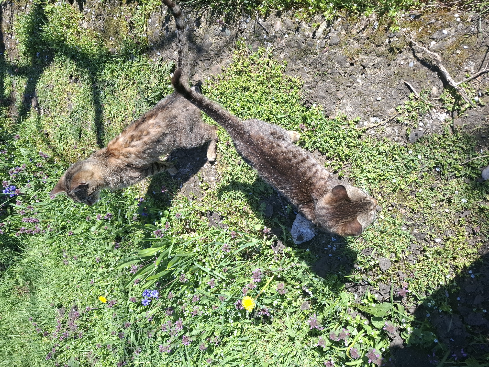 Two brown tabby cats are standing on a patch of grass and dirt in Gramada, Bulgaria. One cat is closer to the grassy area with purple and yellow wildflowers, while the other is closer to a dirt patch covered with moss and small plants. A tree branch shadow is visible in the grass.