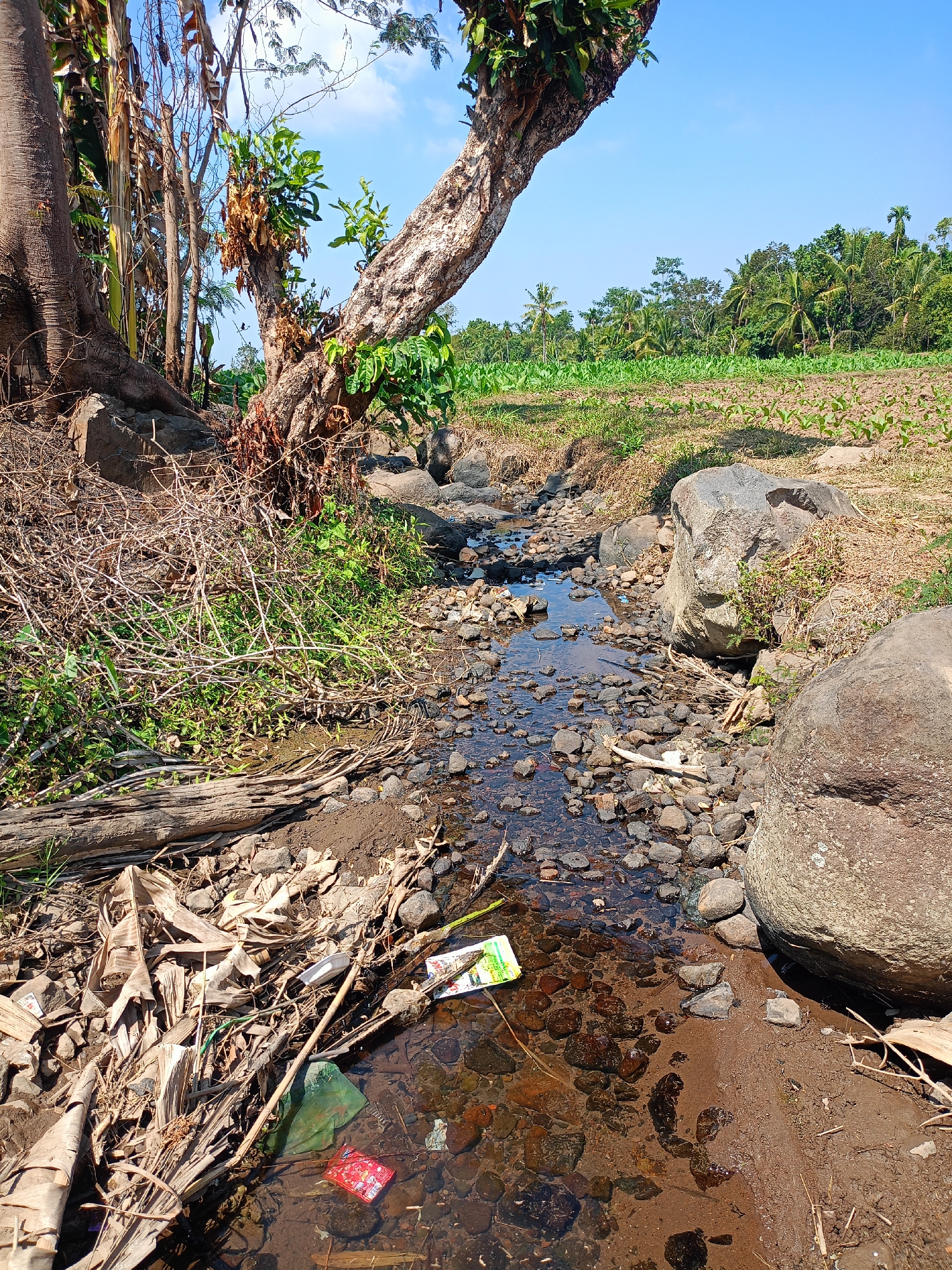 The image depicts a narrow, shallow stream flowing through a rural area. The stream bed is composed of small rocks and mud, with some larger boulders lining its edges. Debris, including dried leaves, branches, plastic bags, and what appears to be a small red packet, is scattered along the banks and within the water, indicating a lack of effective waste management.
The surrounding environment is natural and undeveloped. To the left, a large tree trunk with exposed roots is visible, along with dried vegetation and more debris. Further back, a field of young green plants stretches towards a dense line of trees, including palm trees, characteristic of the tropical climate of Jelbuk, Indonesia. The sky is clear and blue. The scene suggests an outdoor, possibly agricultural, setting.