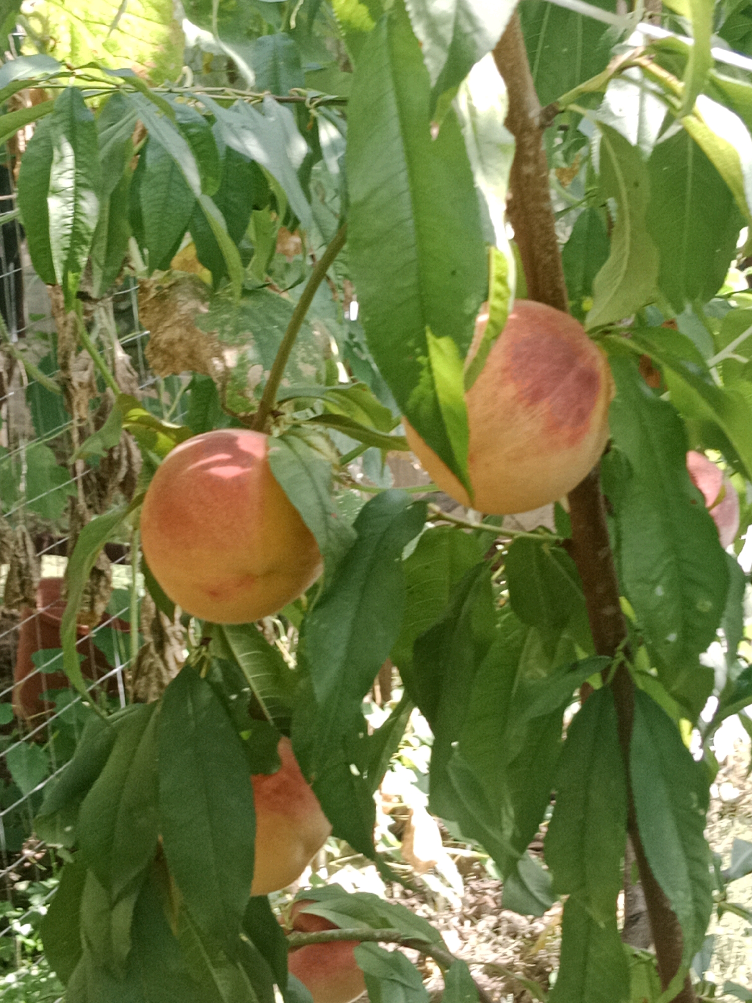 This is a close-up, eye-level, medium shot of several ripe peaches on a tree in Mălăieștii Noi, Moldova. The peaches are round with a fuzzy skin, transitioning from a deep orange to a blush of pink and red where the sun hits them. They are attached to thin, brown branches and surrounded by abundant, dark green leaves, some of which are partially obscuring the fruits. The background is out of focus but appears to be a natural setting with hints of sunlight filtering through foliage and a glimpse of a wire fence to the left, suggesting a garden or orchard environment. The lighting is bright, creating highlights and shadows on the peaches and leaves, indicating it is daytime. There are no people or animals visible in the frame.