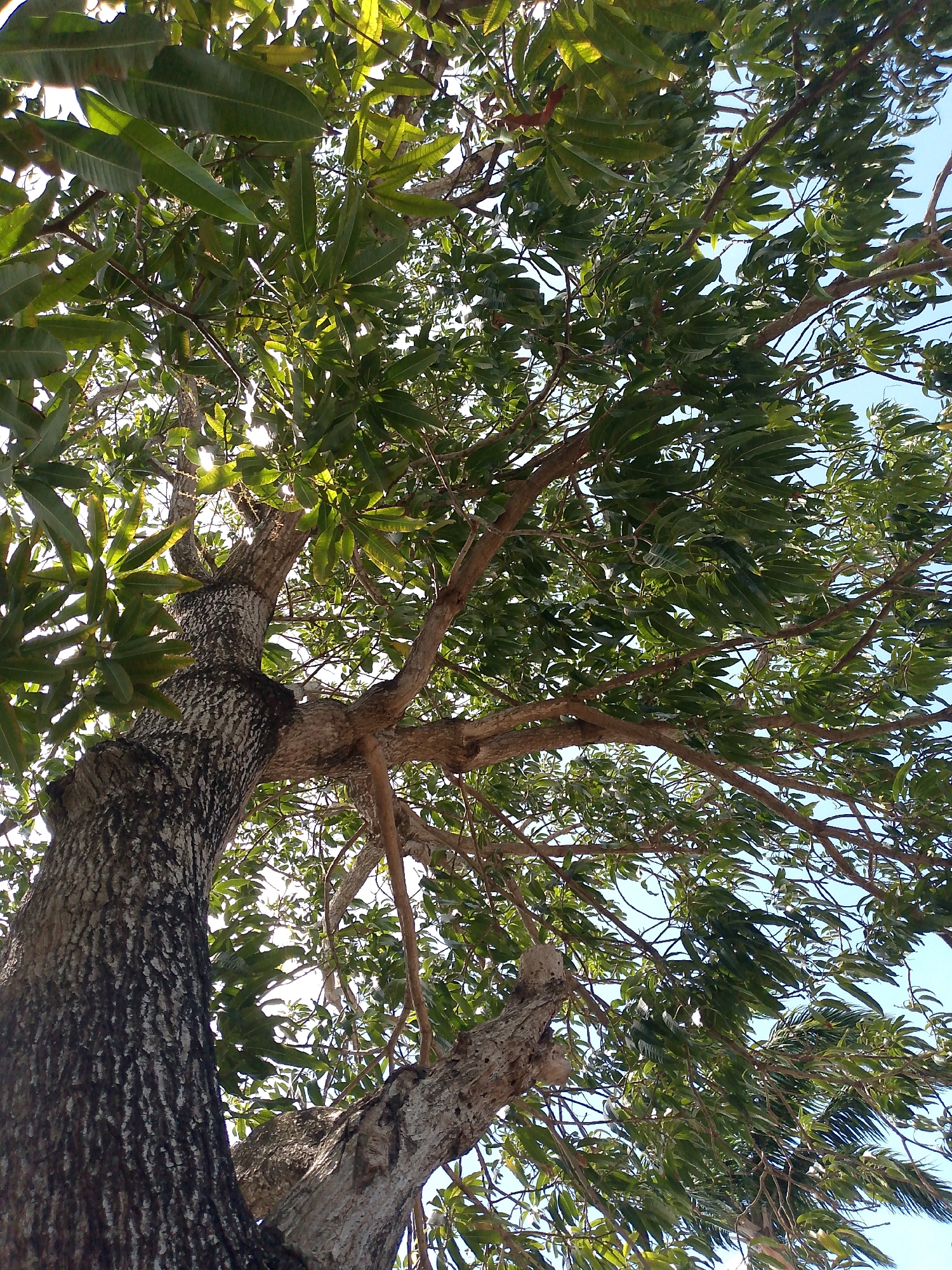 A low-angle shot looks up into the canopy of a tree with dense green leaves and light shining through them. The tree's trunk, which appears to be quite old, is textured with dark gray and white bark. The branches spread out in multiple directions. The sky is visible in the spaces between the leaves. The image appears to be taken during the day in Juan Griego, Venezuela. The wind may be blowing slightly.
