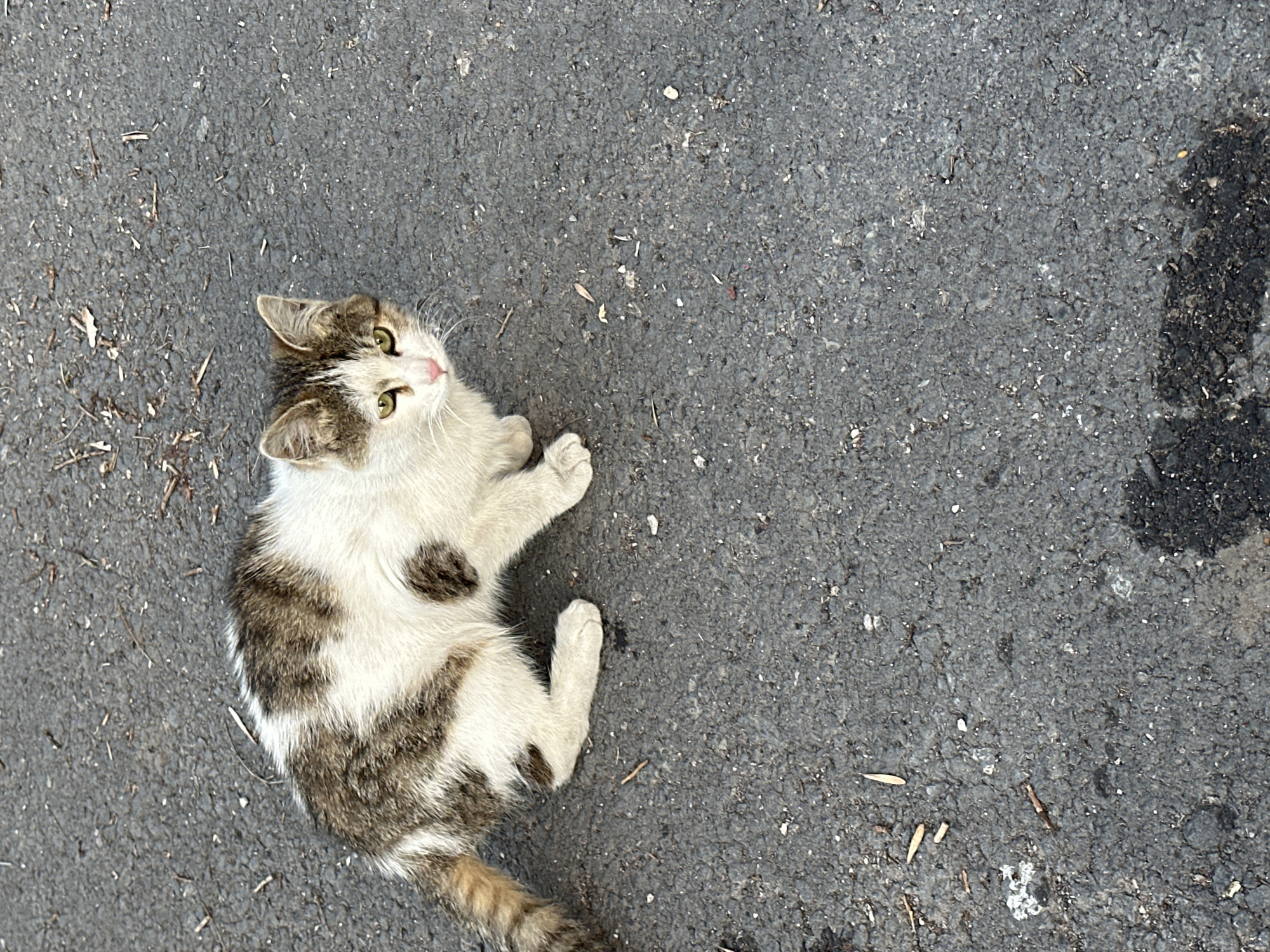 A small, mostly white kitten with patches of brown tabby fur is lying on a gray asphalt surface. The kitten is positioned on its side, looking up and slightly to the left of the frame. Small bits of debris are scattered on the asphalt around the kitten. A patch of darker asphalt is visible in the upper right corner. This image was captured in Yerevan, Armenia.