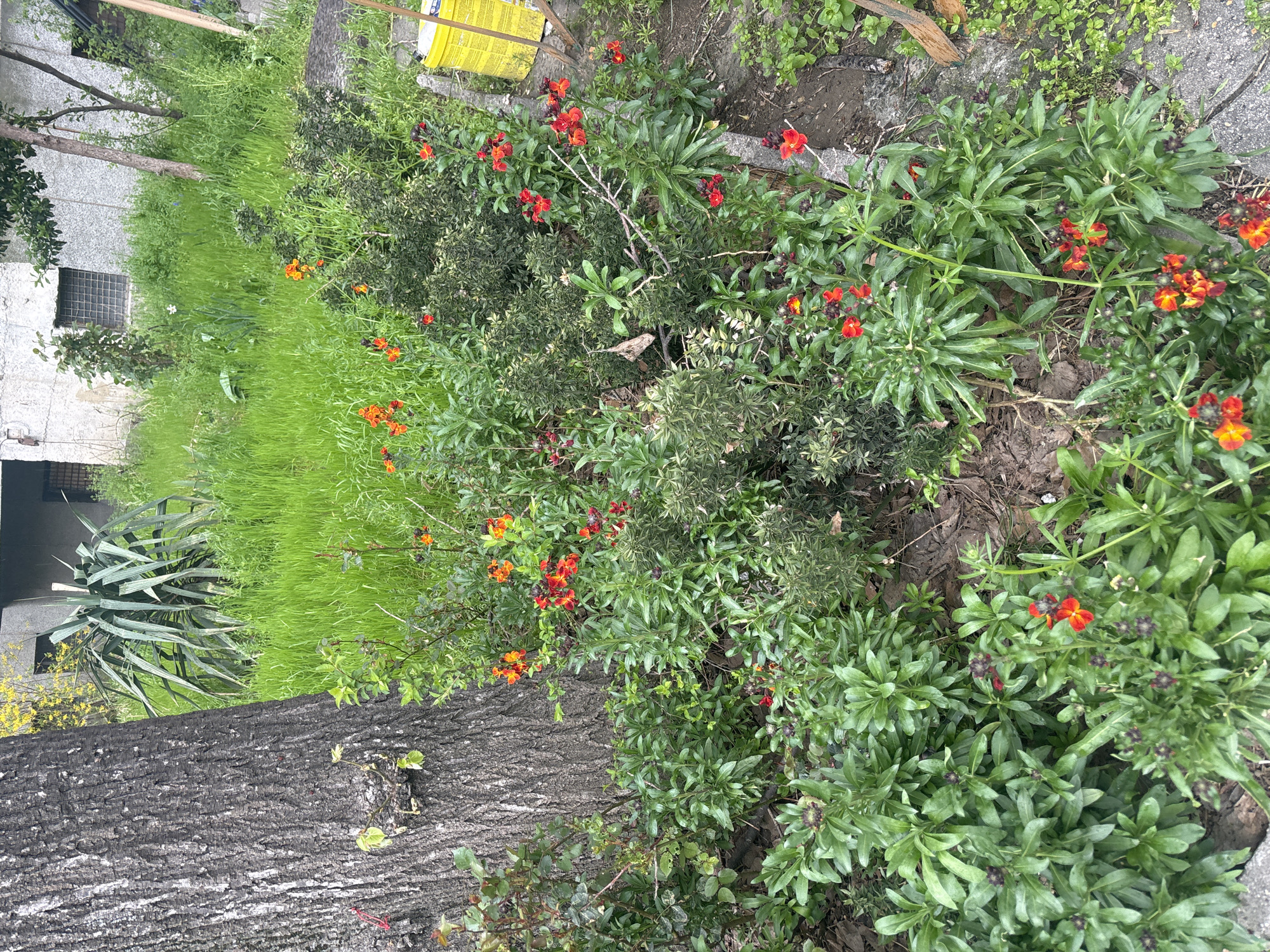The image shows a ground-level view of vegetation next to a tree trunk. The vegetation includes green grass, various green leafy plants, and plants with small red and orange flowers. Part of a building is visible in the upper left of the image. A yellow container is partially visible in the upper right corner. The image appears to be taken outdoors. There is no visible evidence indicating the location in Plovdiv, Bulgaria. There are no people visible in the image.