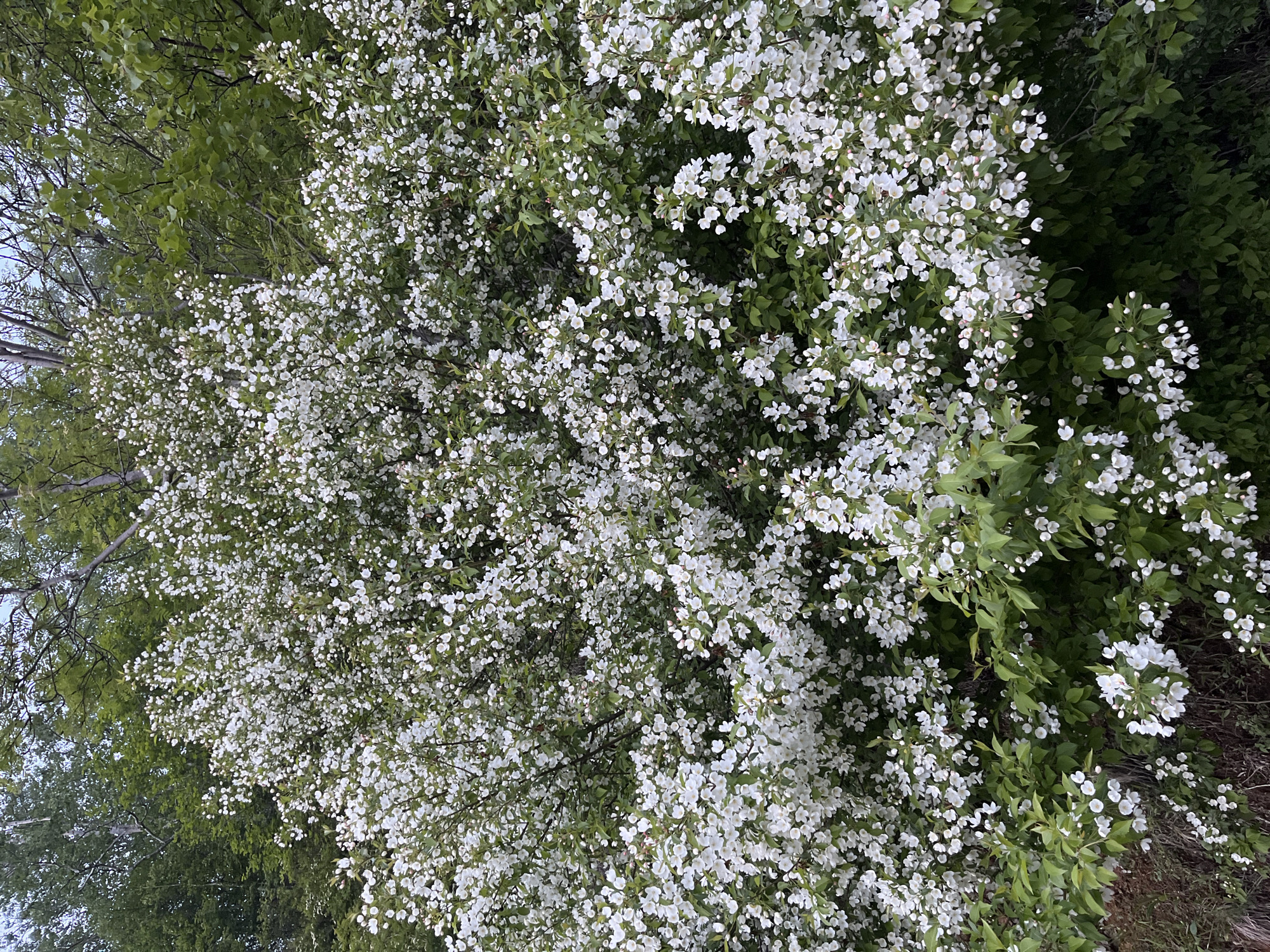 The image shows a dense bush or tree covered in small white flowers. The foliage is a vibrant green, creating a strong contrast with the abundant white blossoms. The flowers appear to be blooming in clusters, with some individual flowers clearly visible and others forming a soft, textured mass. The overall impression is one of lushness and springtime abundance.
The image is taken from a slightly elevated, angled perspective, looking down onto the flowering plant. The background consists of more green foliage, suggesting a natural outdoor setting, possibly a garden or a wooded area. The lighting suggests it might be daytime, with diffused light, possibly indicating an overcast or cloudy sky, or that the sun is not directly on the plant.
There are no people or discernible man-made objects in the frame. The focus is entirely on the natural beauty of the blooming plant. The scene evokes a feeling of freshness and the peak of the flowering season.
The location context of Sovetskaya Gavan', Russia, combined with the visual evidence of abundant flowering suggests this is likely a spring or early summer scene in that region. The specific type of plant is not identifiable without further expertise, but it is a deciduous shrub or tree known for its profuse white flowering. No text is visible in the image.