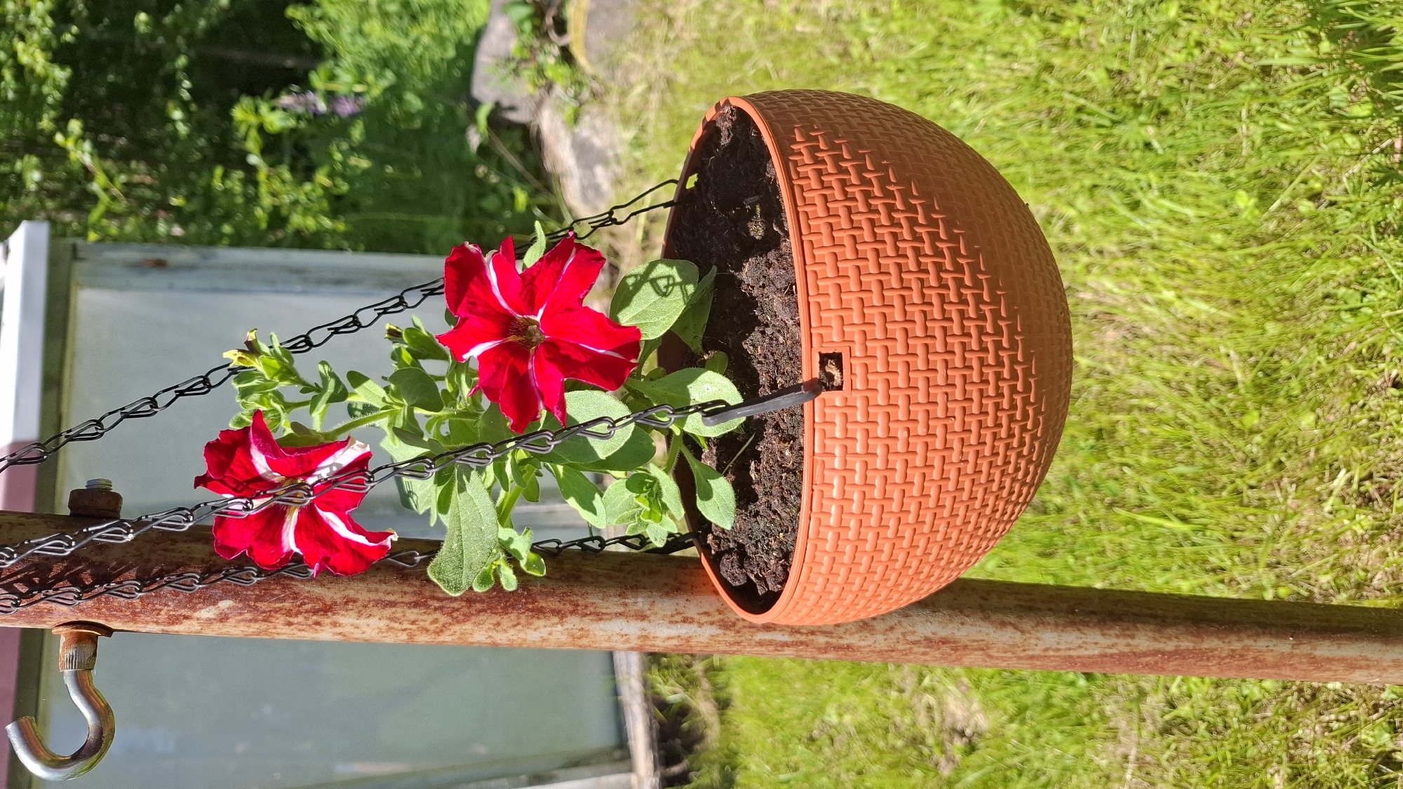 A hanging planter with red and white petunias is suspended from a rusty metal pole in the grassy yard of a house in Novovilgovskoye Sel'skoye Poseleniye, Russia. The planter is made of orange woven plastic and filled with dark soil and greenery. In the background, a glass structure, possibly a greenhouse, and trees are visible. The scene is illuminated by bright sunlight.