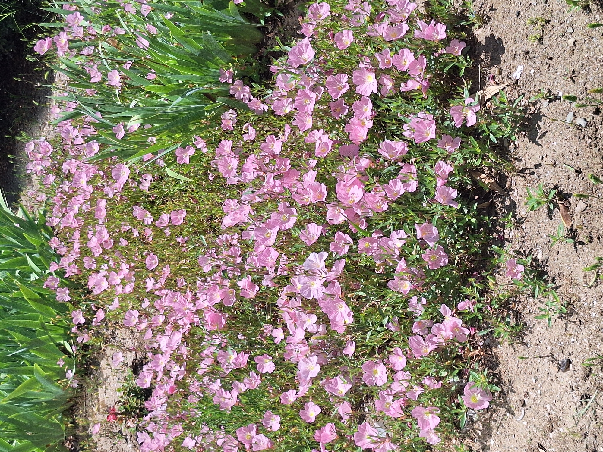 The image depicts a dense cluster of small, pale pink flowers with delicate, translucent petals, scattered amongst green foliage. In the background, taller, sword-shaped green leaves create a backdrop. The flowers are in full bloom and appear to be growing in a garden or naturalized area. The ground is composed of sandy soil with some small stones and scattered dry leaves. The lighting suggests it is daytime with sunlight casting shadows. The scene is located in the city of Varna, Bulgaria.