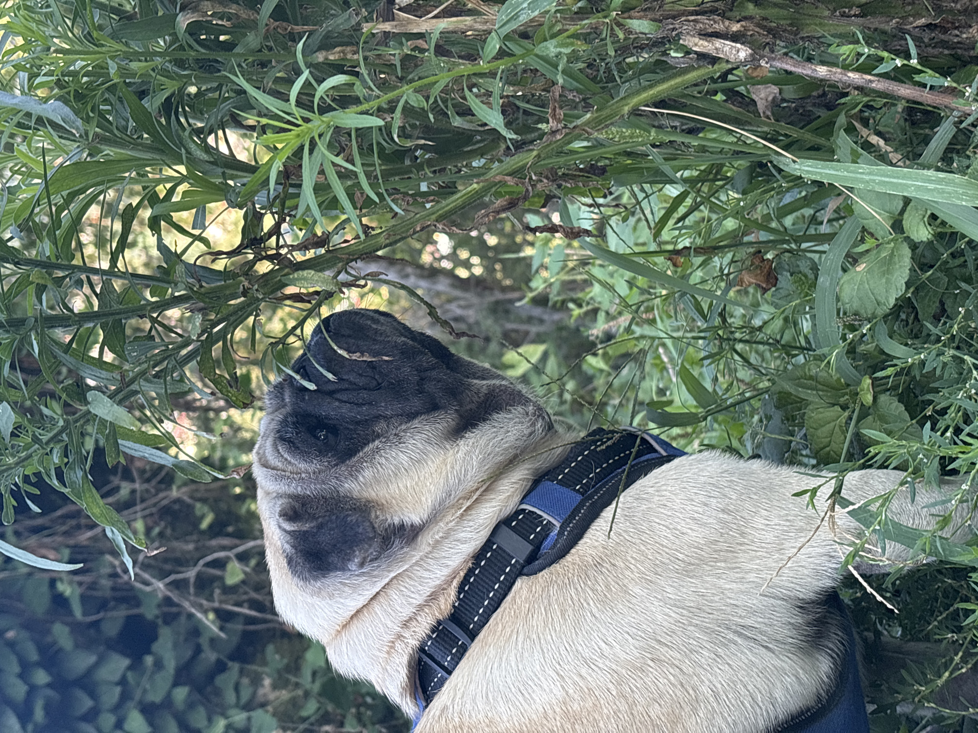 A pug dog wearing a black and blue harness is partially visible in the foreground, facing right and sniffing at tall green plants. The dog's tan fur and wrinkled face are the primary focus. The background consists of dense green foliage, suggesting an outdoor, natural setting. There are hints of sunlight filtering through the leaves, creating dappled lighting. The location is not specified as being in Sochi, Russia.