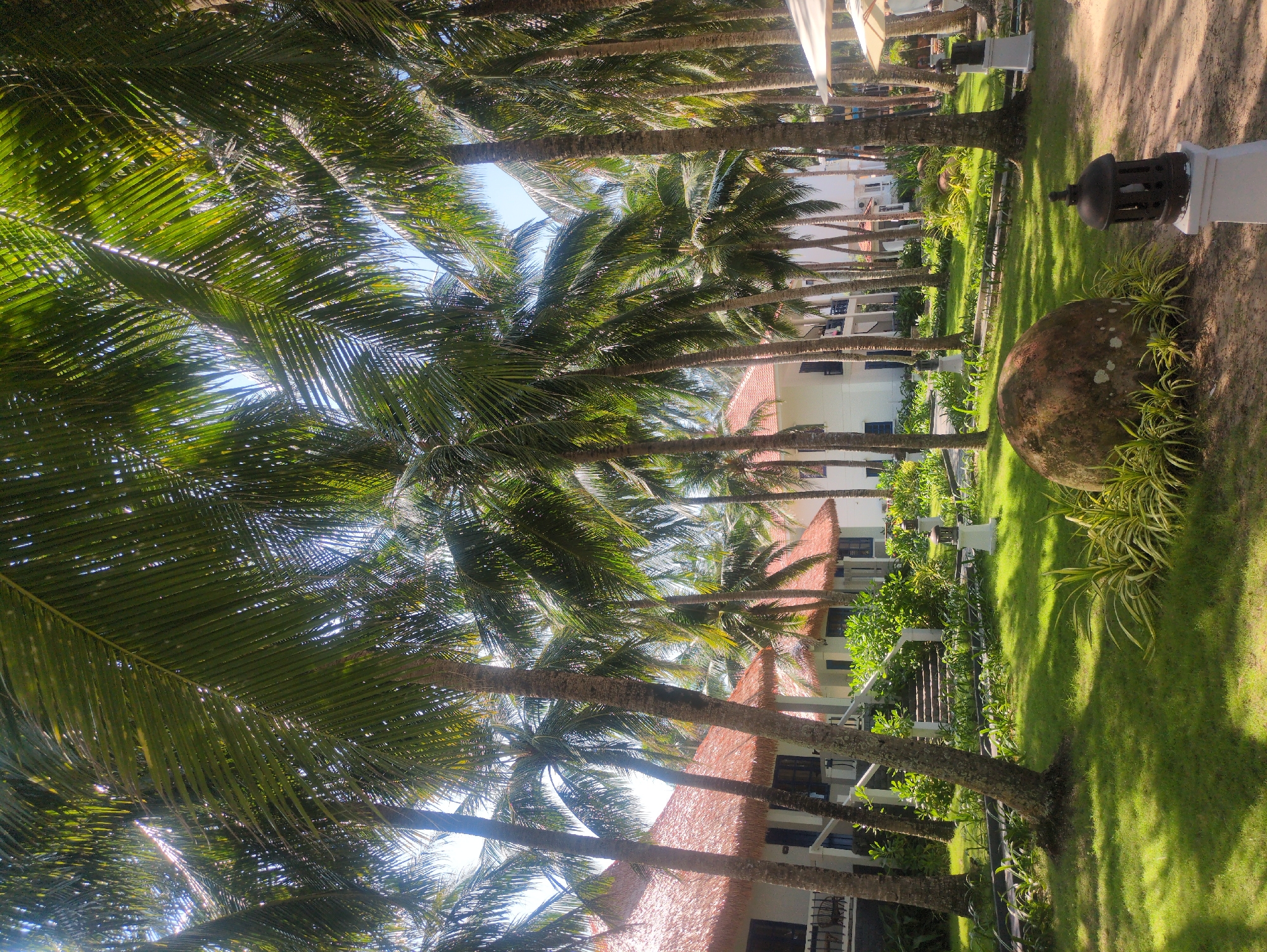 A landscape image depicts a tropical resort scene in Phú Quốc, Vietnam. Rows of palm trees line a grassy area with buildings visible in the background. The buildings feature white walls and thatched roofs. A decorative stone sphere with plants is situated near a lawn. The image is taken at an angle, possibly from a low perspective. Sunlight filters through the palm leaves, creating shadows on the lawn and buildings. There are no people visible in the scene.