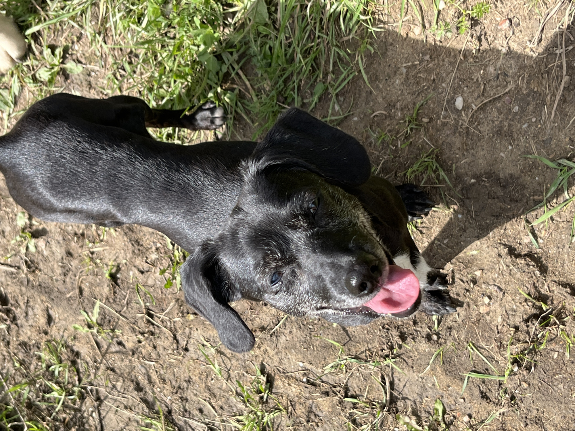 A black dog with floppy ears is sitting on a patch of dirt and grass, looking up at the camera with its tongue hanging out. The dog has a white marking on its chest. The background is blurred, but appears to be an outdoor setting with sunlight filtering through trees. There is no discernible information about the location in Nizhny Tagil, Russia, or any other specific details of the city.
