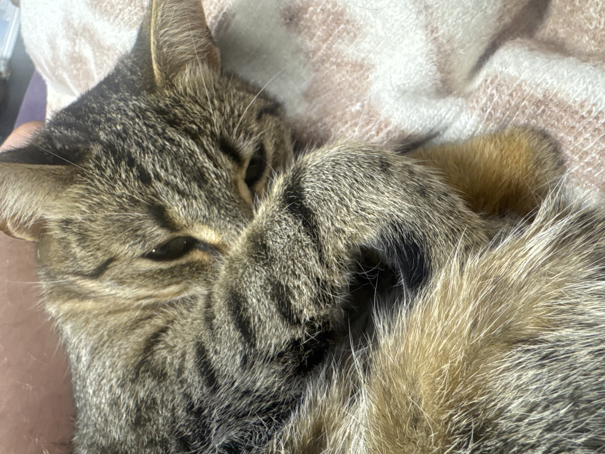 The image presents a close-up of a domestic tabby cat resting in what appears to be an indoor setting. The cat has a characteristic brown and grey striped and mottled fur pattern, with light-colored whiskers prominent around its muzzle. Its left paw is tucked against its face, partially covering its dark, partially closed eyes, suggesting it is either asleep or very relaxed and trying to block out light. One ear is clearly visible, pointed upwards.
A portion of a human arm or hand is visible in the bottom left, indicating the cat is resting on or in close proximity to a person. On the right side, the cat's fluffy tail, displaying lighter, more golden-brown and grey fur, is visible. The background consists of a soft, textured blanket or fabric in cream, beige, and light brown tones, featuring a subtle woven pattern. The overall impression is one of comfort and tranquility. There is no visible text in the image. While the image itself offers no location cues, it is contextually indicated to be from Shumen, Bulgaria.