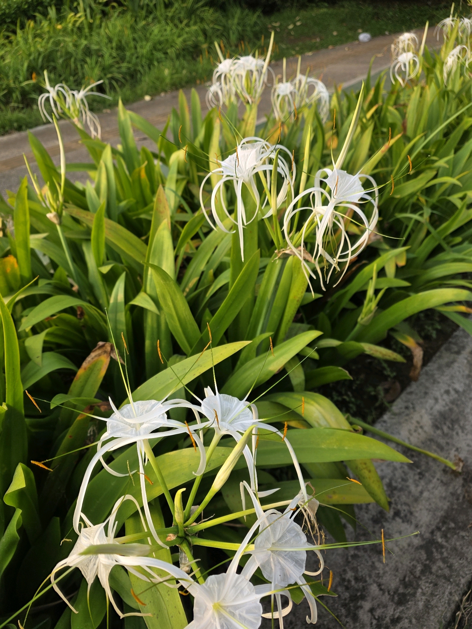 In the city of Bojongsoang, Indonesia, a patch of white spider lilies, likely in a park or garden, is captured in a medium shot. The lilies, with their delicate white petals and long, slender filaments, are in full bloom, reaching upwards from a dense bed of dark green leaves. The flowers are the focal point, with their intricate, spider-like structures prominently displayed. The background features a blurred mix of green foliage and a pathway, suggesting an outdoor setting. The lighting suggests it is either early morning or late afternoon, with the sun casting a warm glow on the scene. There are no people or animals present.