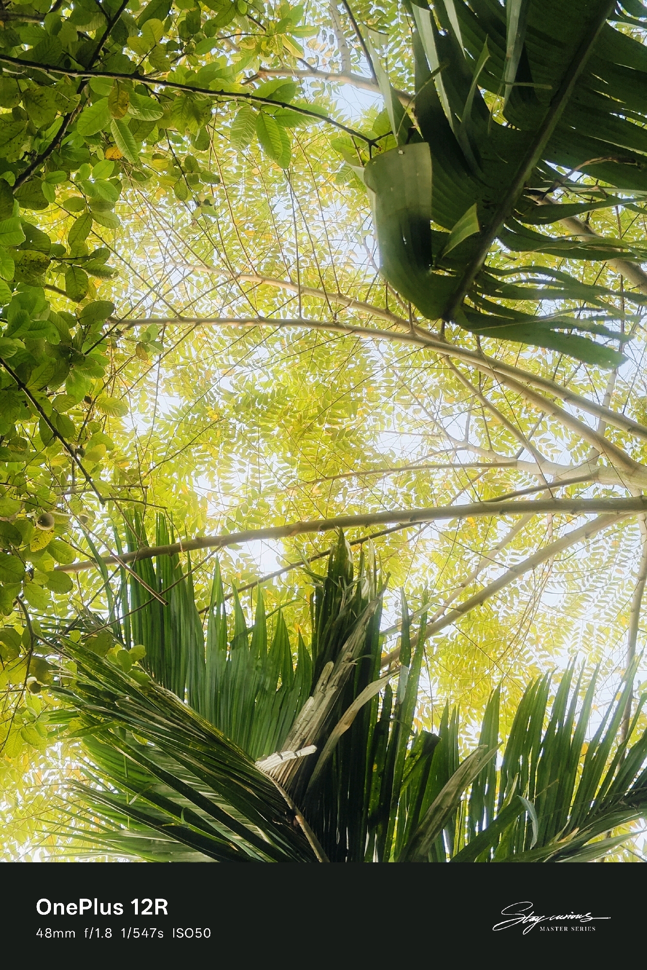The image, taken in Pipulbari Pt. IV, India, is an upward-looking shot featuring lush green foliage against a bright sky. The foreground is dominated by the feathery fronds of a palm-like plant, with its leaves extending upwards and outwards. Behind this, a canopy of trees with smaller, lighter green leaves is visible, creating a dappled effect. The branches of these trees crisscross against the sky, allowing sunlight to filter through. In the upper left corner, larger, darker green leaves frame the scene. The lower portion of the image contains a black bar with white text indicating camera settings: "OnePlus 12R 48mm f/1.8 1/547s ISO50" and a signature that reads "Stay curious MASTER SERIES". There are no people or animals present in the image. The environment appears to be outdoors, likely in a garden or natural setting with abundant vegetation.