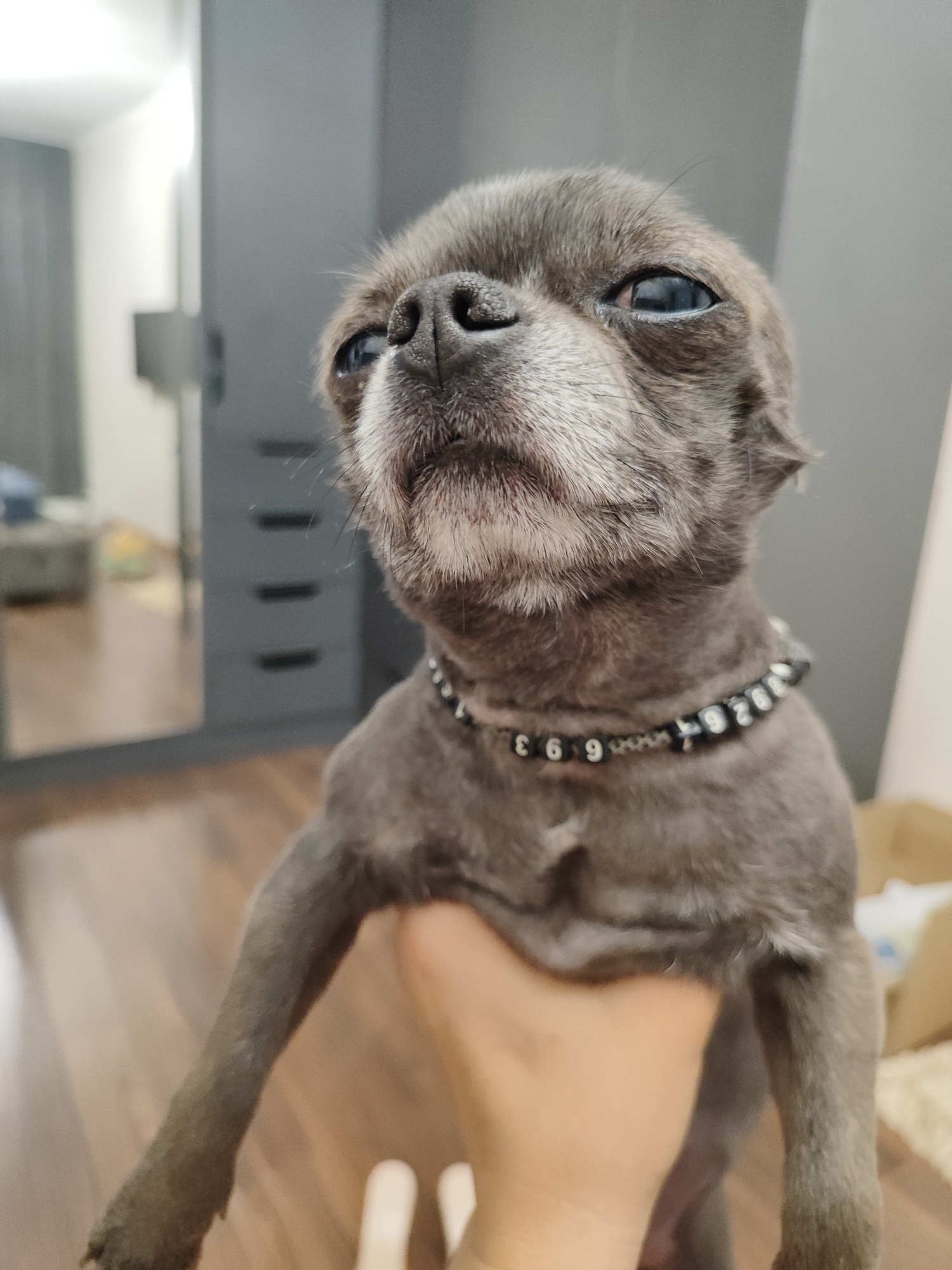 A close-up shot shows a small, gray dog being held by a person's hand. The dog has large, blue eyes and a wrinkled snout. It is wearing a black collar with white beads that appear to spell out "3 6 9" and "9 2 0 2". The dog's fur is short and appears to be recently groomed. The background is blurred, but it appears to be an indoor setting with a wooden floor and a gray wall with a closet or cabinet. A reflection in the background suggests a mirror. The lighting is soft and appears to be artificial, suggesting it is indoors. The dog's expression is one of mild curiosity or perhaps slight disdain. The overall mood of the image is intimate, focusing on the bond between the pet and its owner. There is no information about the time of day or weather. The location context provided is Almaty, Kazakhstan.