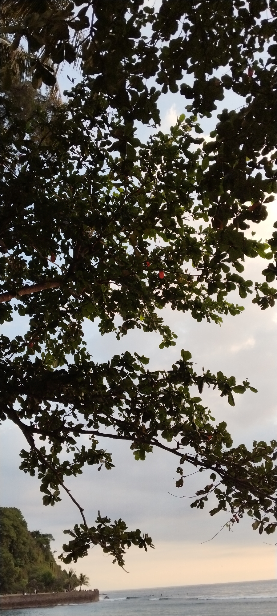 The image shows a view of the Senggigi coastline in Indonesia, captured from beneath the canopy of a tree. Dark green leaves and branches dominate the foreground, partially obscuring a cloudy sky. In the distance, a lush green hillside slopes down to the ocean. A stone seawall runs along the coast, with a few palm trees visible behind it. The ocean is visible with waves breaking near the shore. The lighting suggests it is either early morning or late afternoon.