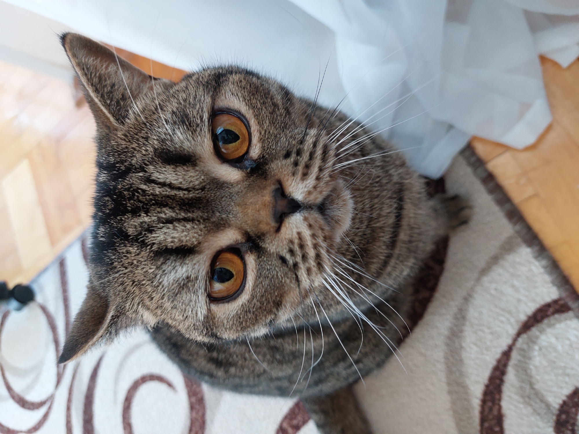 A close-up, high-angle shot features a tabby cat with amber-colored eyes and white whiskers. The cat is positioned on a patterned rug with white and brown circular designs. A wooden floor is visible in the background, along with a sheer white curtain. A black object is partially visible in the lower-left corner. The location is presumed to be Chaikovsky, Russia, but no elements in the photo offer definitive proof of this assertion.