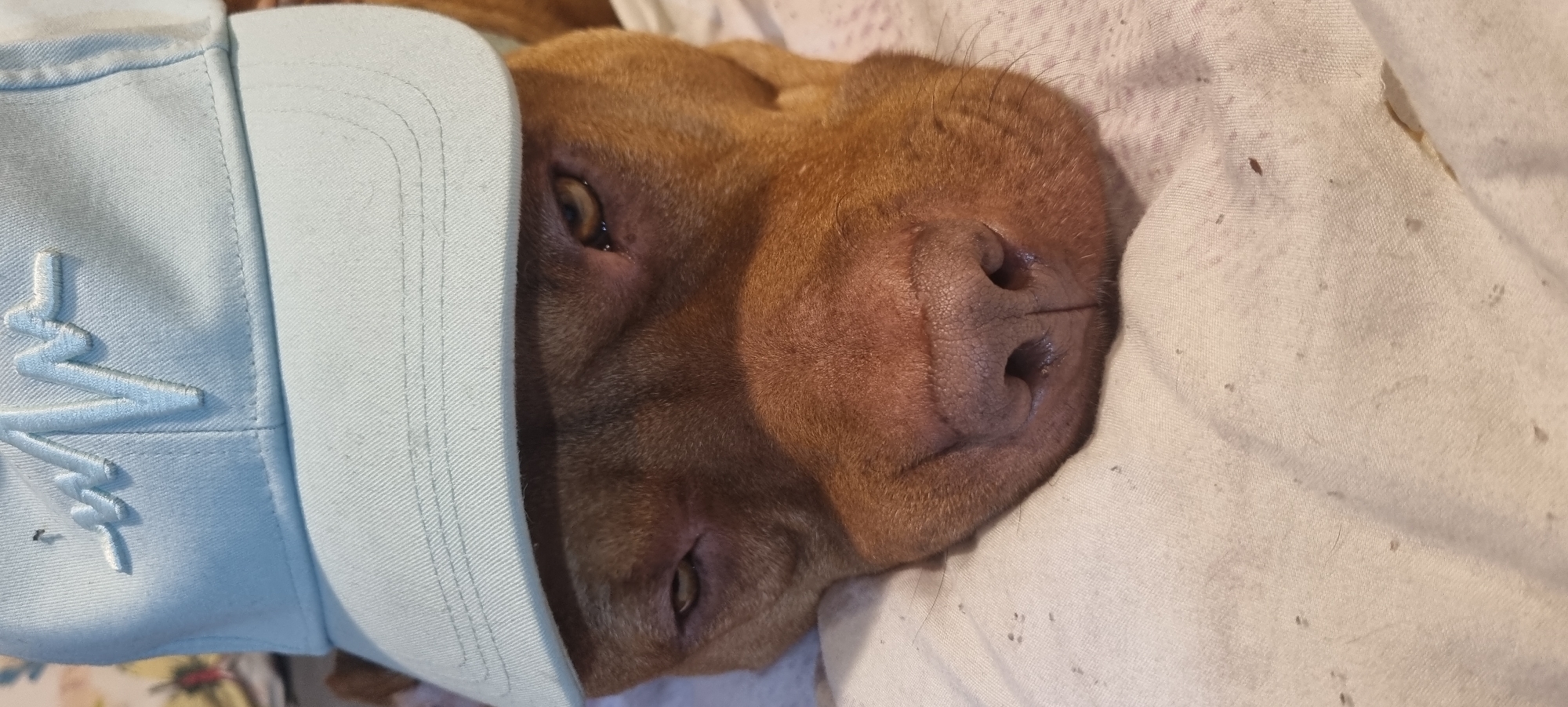 The image displays a close-up, rotated view of a reddish-brown dog's face, partially covered by a light blue baseball cap. The dog is lying down on what appears to be a light-colored, possibly white or cream, blanket or sheet that has small dark specks or lint on it.
The dog's head is turned to its side, with its snout and dark, textured nose prominent in the center-right of the frame. One of its eyes is visible, peeking out from under the brim of the cap, giving it a relaxed and sleepy, yet watchful, expression. The dog's fur is short and smooth.
The light blue baseball cap covers the upper part of the dog's head and forehead. On the front of the cap, there is a visible embroidered design in a lighter shade of blue or white, which resembles a stylized electrocardiogram (ECG) waveform or a jagged line pattern. The setting appears to be indoors, likely a comfortable domestic environment such as a bed or a sofa, given the presence of the soft bedding. The dog seems calm and at ease.