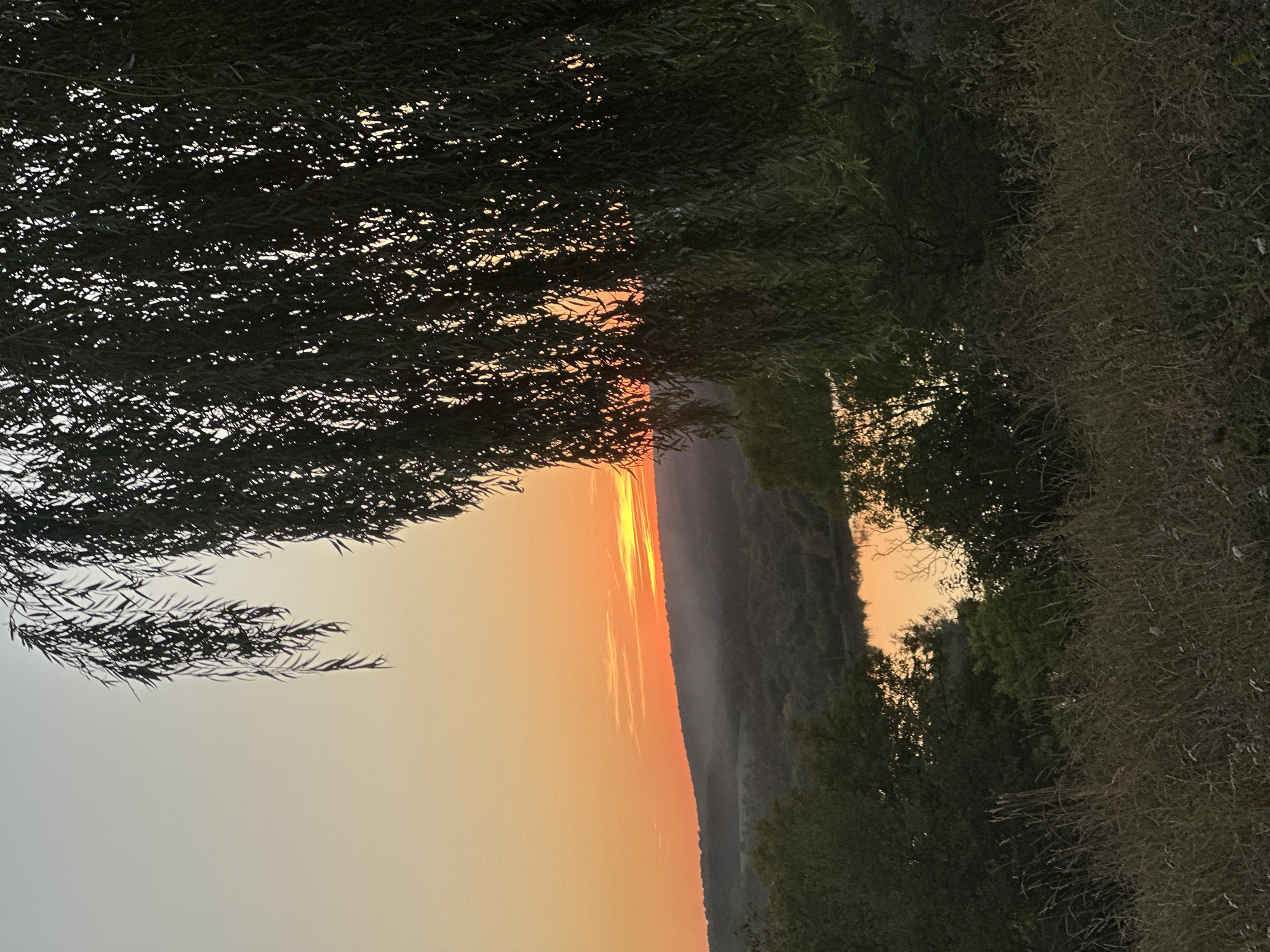 The image captures a serene sunset over a body of water, likely a river or lake, nestled within a valley in Makiv, Ukraine. The sky is painted with warm hues of orange and yellow, with thin, wispy clouds streaking across the horizon. A gentle mist hovers over the rolling hills in the distance, creating a soft, atmospheric effect. In the foreground, the dark silhouette of a weeping willow tree frames the scene, its long, drooping branches partially obscuring the view of the landscape. The water's surface reflects the vibrant colors of the sunset, creating a shimmering effect. Dense foliage and tall grasses occupy the immediate foreground, adding texture and depth to the composition. There are no people or animals visible in the image, lending a sense of tranquility and solitude to the natural landscape.