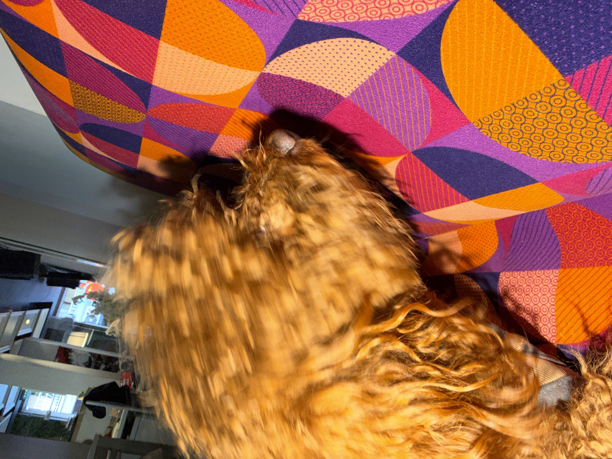 A close-up, blurry, angled shot depicts a golden-brown, possibly canine animal with long fur/hair resting on or near a colorful patterned surface. The surface features geometric shapes in purple, orange, pink, and other colors. Behind the animal and surface, a blurred indoor scene is visible, showing a window, shelving, and other furniture. The location is not discernible in the image.