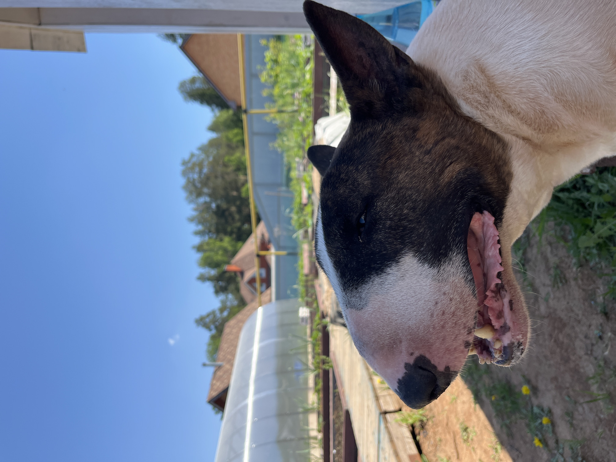 The image depicts a close-up view of a Bull Terrier dog outdoors, likely in a backyard setting, with a greenhouse and residential buildings visible in the background. The dog is positioned in the right side of the frame, revealing its head and upper body. The dog has a black and white face and appears to be panting. The background features a blue sky, a greenhouse structure with a white roof, and glimpses of residential buildings with brown roofs amidst green trees and vegetation. The location is possibly in the city of Chaikovsky, Russia.