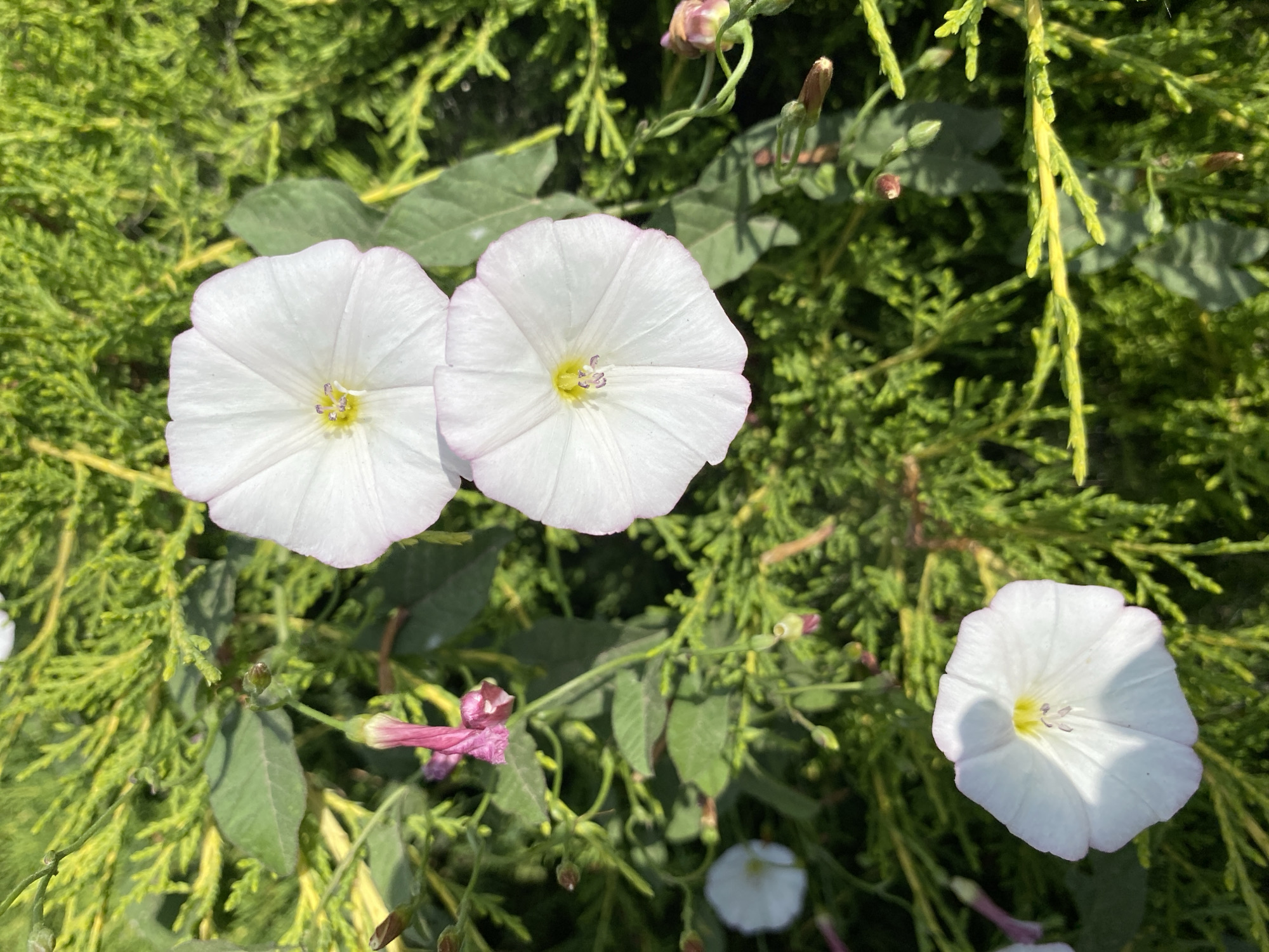A close-up shot captures several white bindweed flowers with subtle pink edges against a backdrop of green foliage and some bare branches. Three fully bloomed bindweed flowers are prominent, two in the upper half of the frame and one near the bottom left. The flowers are funnel-shaped, with five distinct petals and delicate yellow centers. Several pink buds and faded flowers are also visible, interspersed with the green leaves and stems. The overall scene appears to be a natural outdoor setting. The location is Ventsy, Russia.