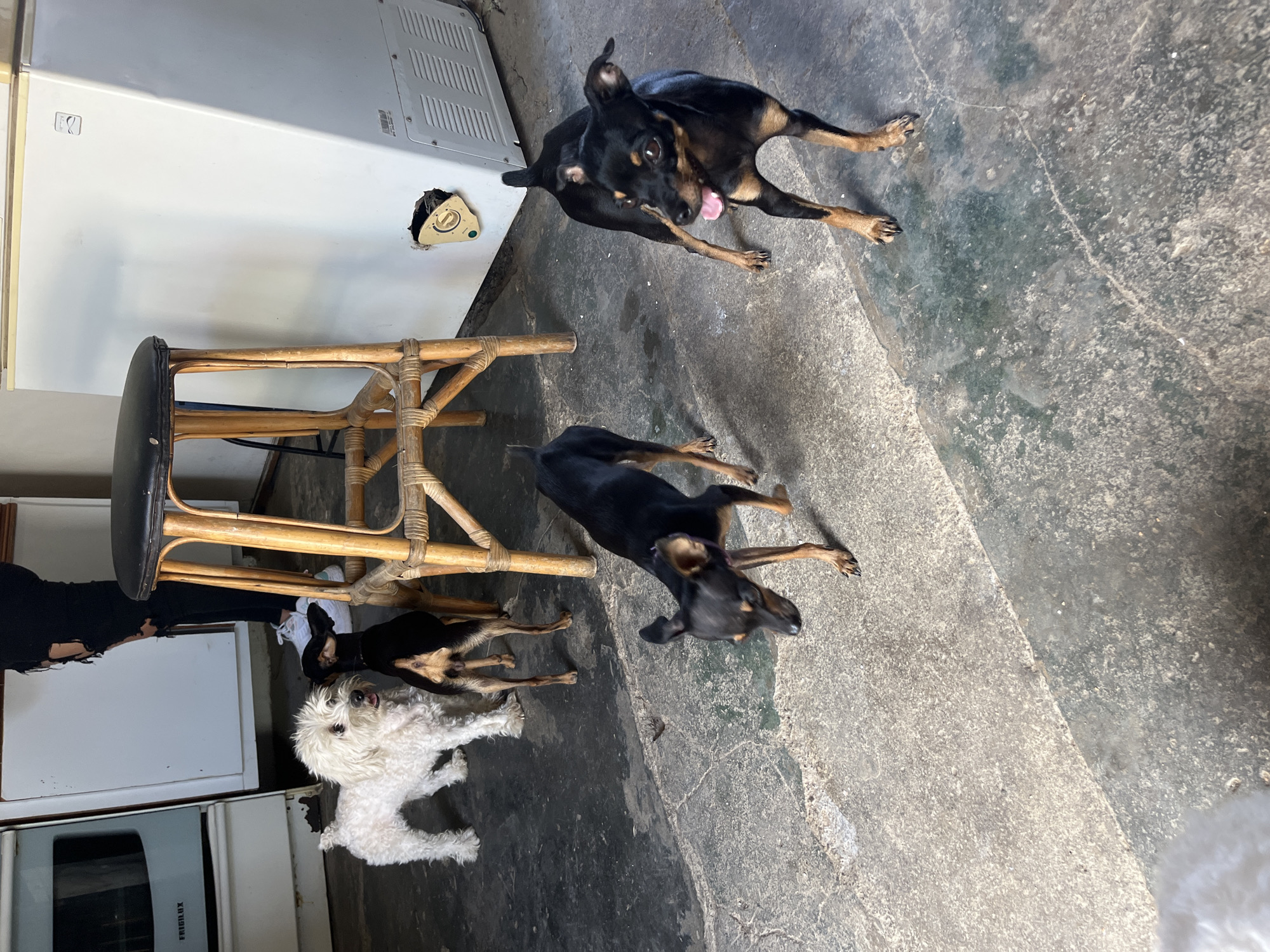 Four dogs are gathered on a concrete floor in what appears to be a kitchen or utility area. To the left, a white, fluffy dog stands near a white appliance. Behind it, a person wearing black ripped pants and white sneakers is visible, partially obscured by a tall, woven stool with a black seat. Two small, black and tan dogs are also present. One is positioned near the white dog, and another is further to the right, looking towards the camera with its tongue out. A large white appliance, possibly a freezer, is located on the right side of the frame, featuring a dial and a damaged section on its side. The environment suggests an indoor setting with utilitarian features, consistent with a residential or commercial kitchen in Juan Griego, Venezuela.