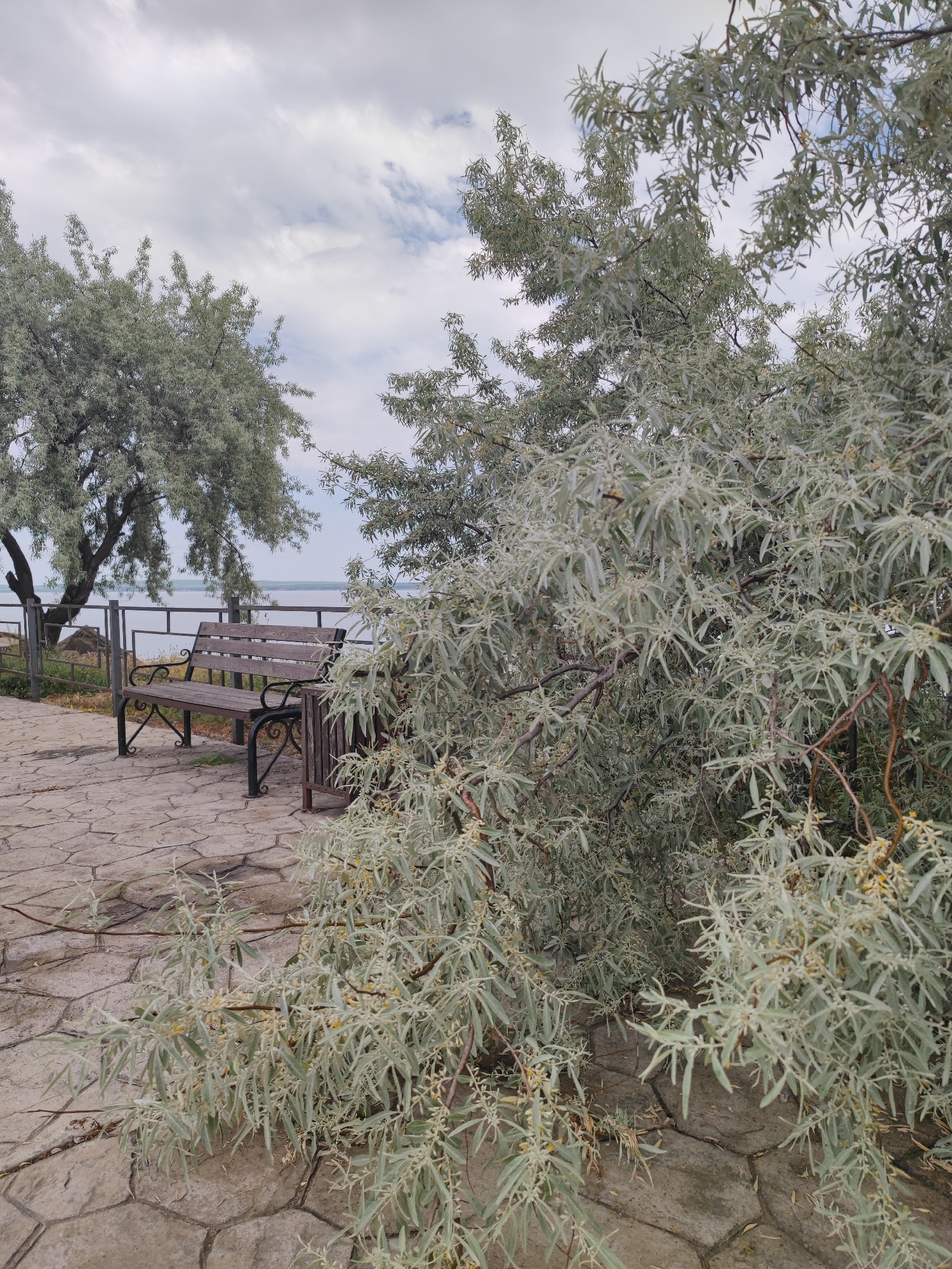 The image depicts a park in Sennoy, Russia. A wooden bench with metal armrests sits on a paved walkway, overlooking a body of water. A metal railing separates the walkway from the water. To the right of the bench, a large Russian olive tree partially obscures the view. Another tree is visible to the left of the bench. The sky is overcast. The paving stones are light gray and irregular in shape.