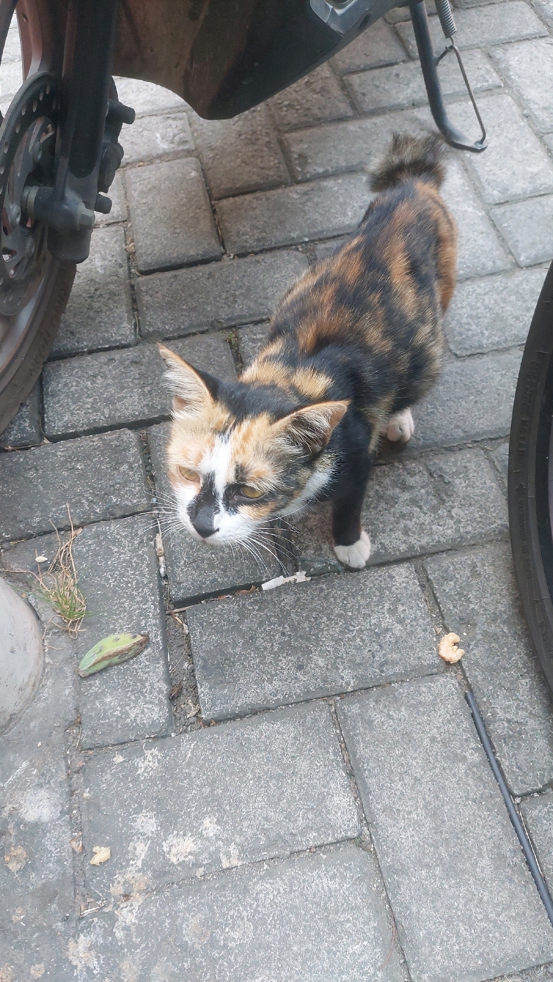 A calico cat stands on a brick walkway next to a motorcycle in Nologaten, Indonesia. The cat is facing left and looking down, with its front paws extended. Its fur is a mix of black, orange, and white patches. The motorcycle is dark colored and its front wheel and part of its frame are visible on the left side of the image. The walkway is made of rectangular gray bricks. A green bean pod and some dry grass are on the walkway near the cat's paws. A small piece of food is visible on the walkway to the right of the cat. The background shows more brick walkway and hints of vegetation.