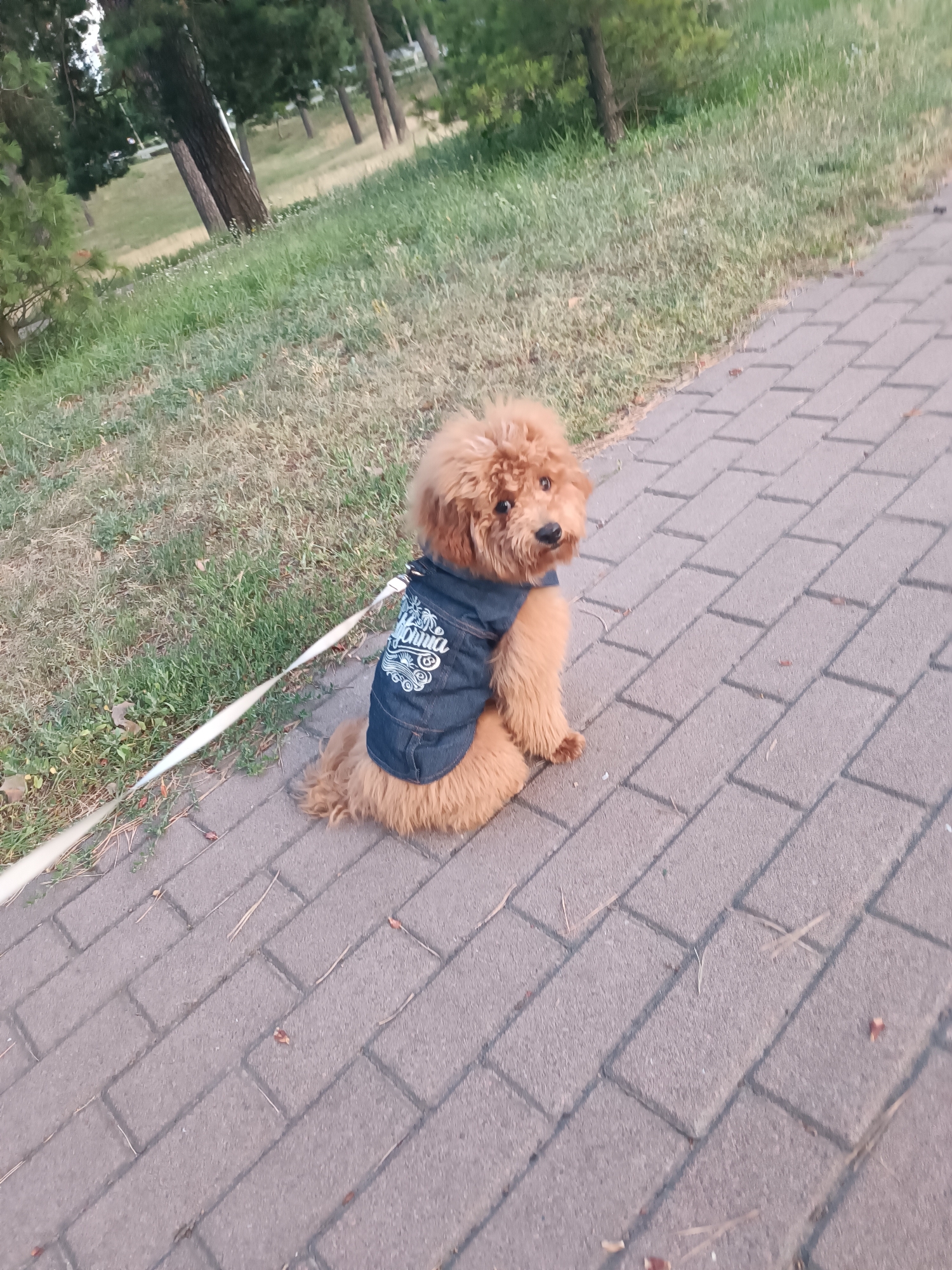 A tan poodle dog wearing a denim jacket sits on a brick pathway next to a grassy area with trees. The dog is facing the camera, with its head turned to the left, and its leash extends to the left of the frame. The background consists of grass, trees, and the pathway continues into the distance. The scene appears to be in a park or outdoor recreational area.