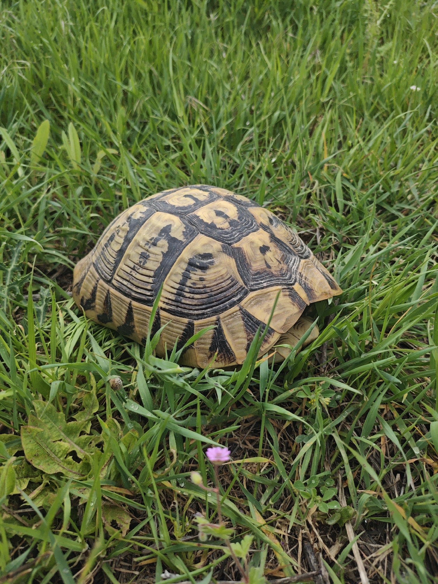 A medium-sized tortoise sits in a grassy area. The tortoise has a yellow shell with black markings. The grass is green. A small purple flower is near the tortoise. The location is an outdoor grassy area.
