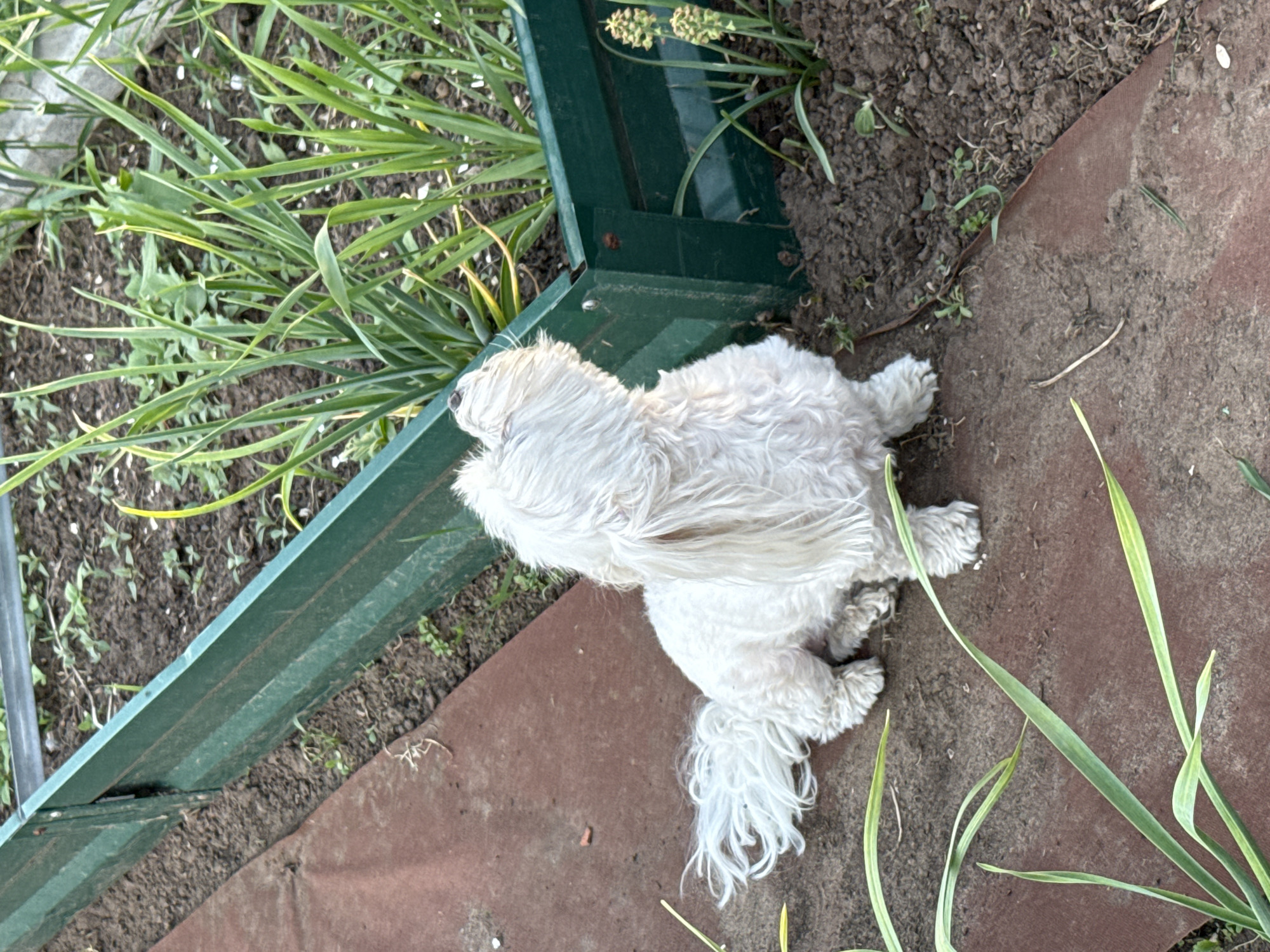The image depicts a small, white, long-haired dog lying on a reddish-brown surface in an outdoor setting. The dog is positioned near a green metal garden structure or edging. Soil and various green plants are visible in the background and around the edges of the frame. There is no direct evidence to confirm the location is Votkinsk, Russia.