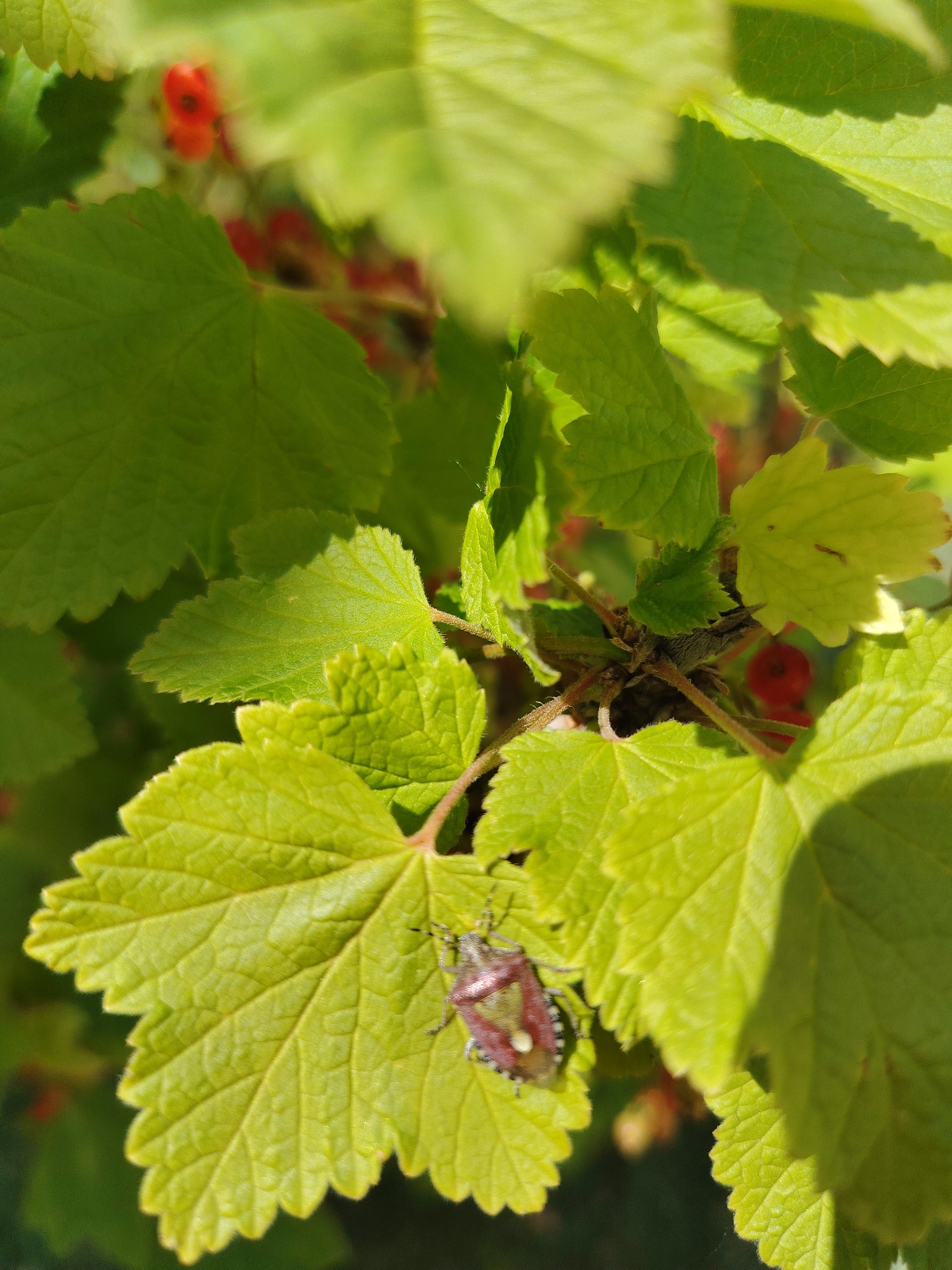 A close-up, eye-level shot captures a light brown and green stink bug resting on a vibrant green leaf. The leaf has serrated edges and prominent veins. In the background, blurred red berries and more green leaves suggest a plant, possibly a currant bush, under bright sunlight. The focus is sharp on the insect and its immediate surroundings, with the background softly blurred. The scene is set outdoors, with no specific urban or natural landmarks to pinpoint a city or location.