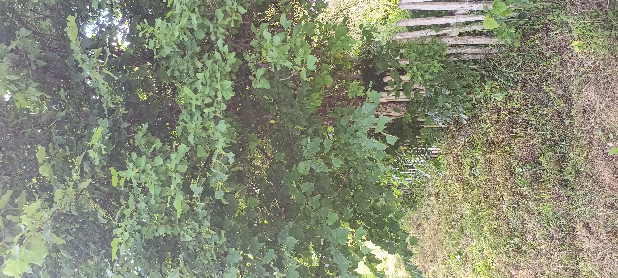 In a natural outdoor setting, a thick canopy of green leaves from a mature tree dominates the upper portion of the frame. Sunlight filters through the foliage, creating dappled patterns. Below the tree, a weathered, white picket fence runs horizontally across the image, with some sections appearing slightly damaged or uneven. The ground is covered in dry, patchy grass and weeds, suggesting an untended area. The overall scene evokes a sense of rustic overgrowth and neglect.