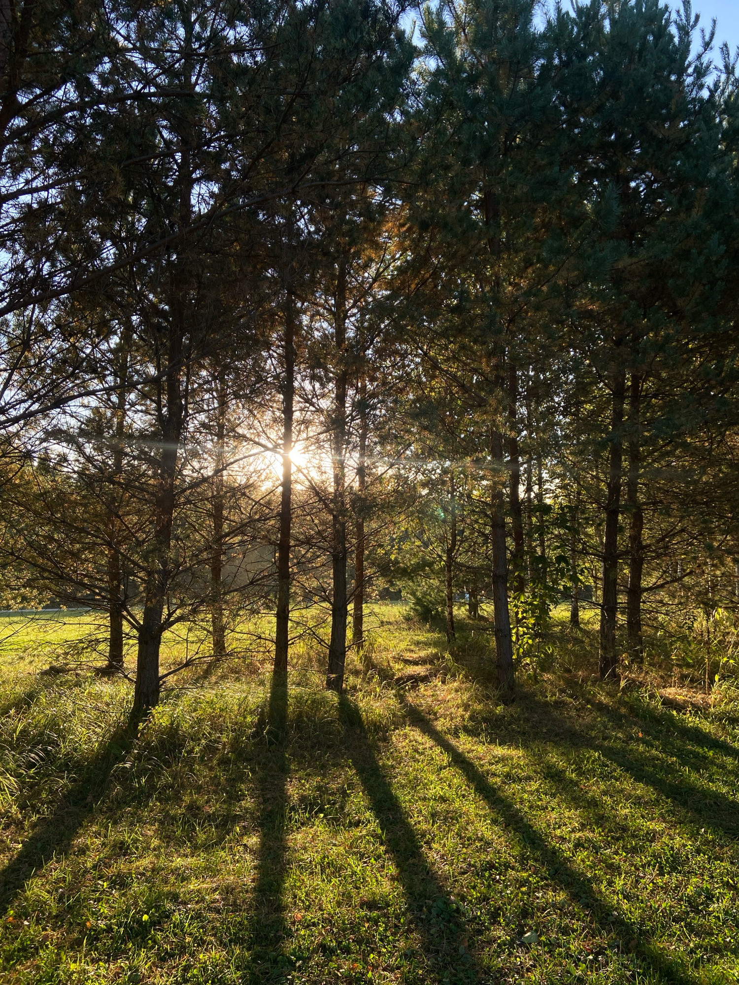 The image depicts a sun-dappled forest floor, characterized by tall pine trees and a carpet of green grass. Long, sharp shadows stretch across the ground from the trees, indicating a low sun angle, likely during either sunrise or sunset. The sun's rays pierce through the dense foliage of the pine trees, creating a bright, almost ethereal glow in the center of the frame. The overall atmosphere is serene and natural, suggesting an outdoor setting. There are no visible structures or signs of urban life. The image does not contain any elements that would suggest a specific location within Moscow, Russia.